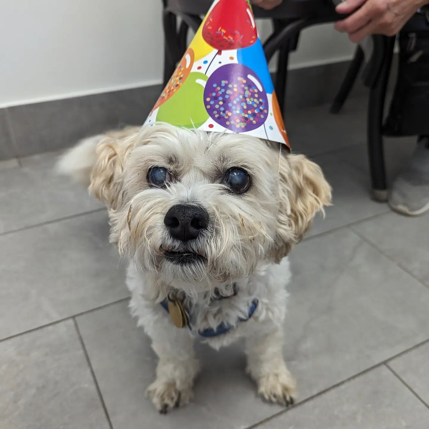 Happiest Birthday to sweet man Wally! He is celebrating his 16th birthday today!! 🥳 We made sure to give him a couple extra treats for such a special day!