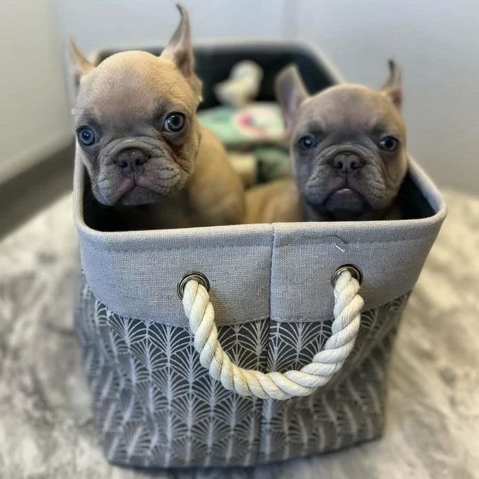 The Art of Taking Puppy Photos: starring Athena and Mateo (and the outtakes...) #frenchie #vetmed #horseshoevalleyvet #craighurst #veterinary #frenchbulldog #frenchiesofinstagram #dogsofinstagram #puppiesofinstagram #puppies