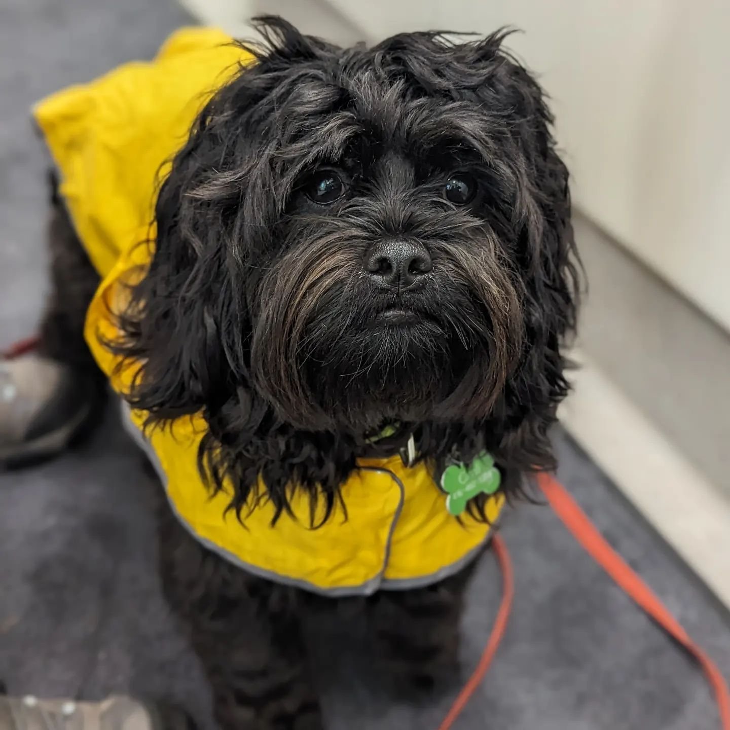 Gimli is ready for the stormy weather ahead with his stylish yellow raincoat! ☔
.
.
.
.
#horseshoevalleyvet #vet #vetclinic #dogsofinstagram #styleinspiration #craighurst