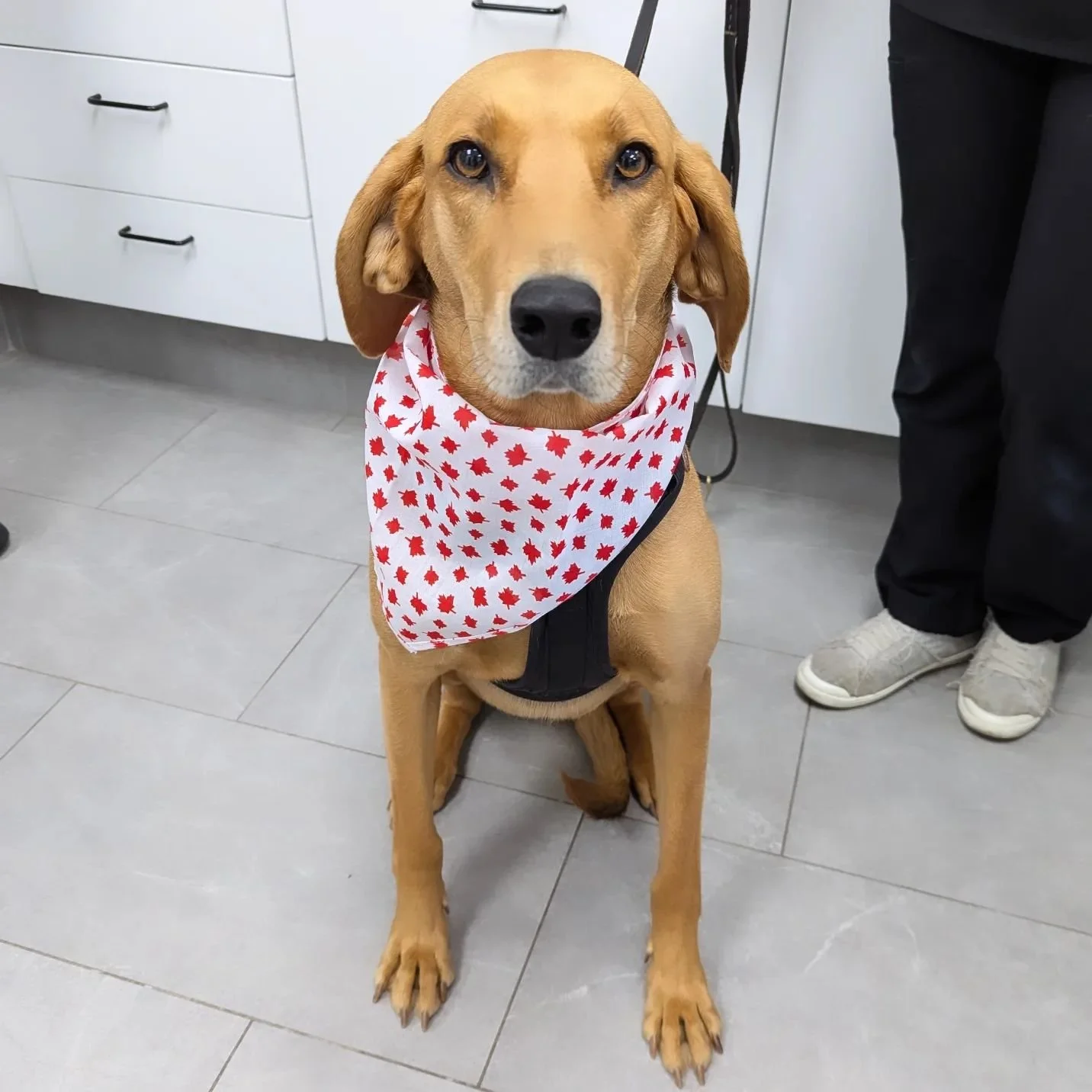 Happy Canada Day! 🇨🇦

We hope everyone is enjoying the long weekend! 

#horseshoevalleyvet #horseshoevethospital #horseshoevet #vetclinic #veterinary #vet #craighurst #oromedonte #barrie #simcoecounty #onlyinoromedonte #canadaday