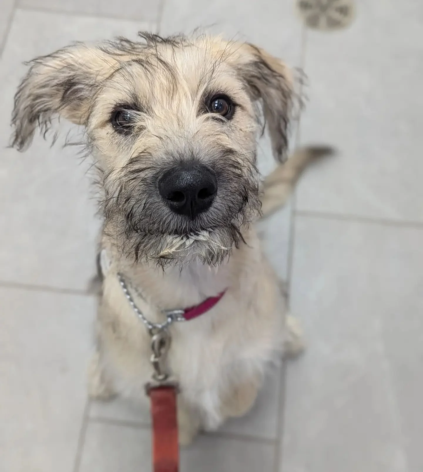 Charlie loves cheese whiz so much, she saved some in her beard for later! 

#horseshoevalleyvet #horseshoevethospital #horseshoevet #vetclinic #veterinary #vet #craighurst #oromedonte #barrie #simcoecounty #onlyinoromedonte #cheesewhiz