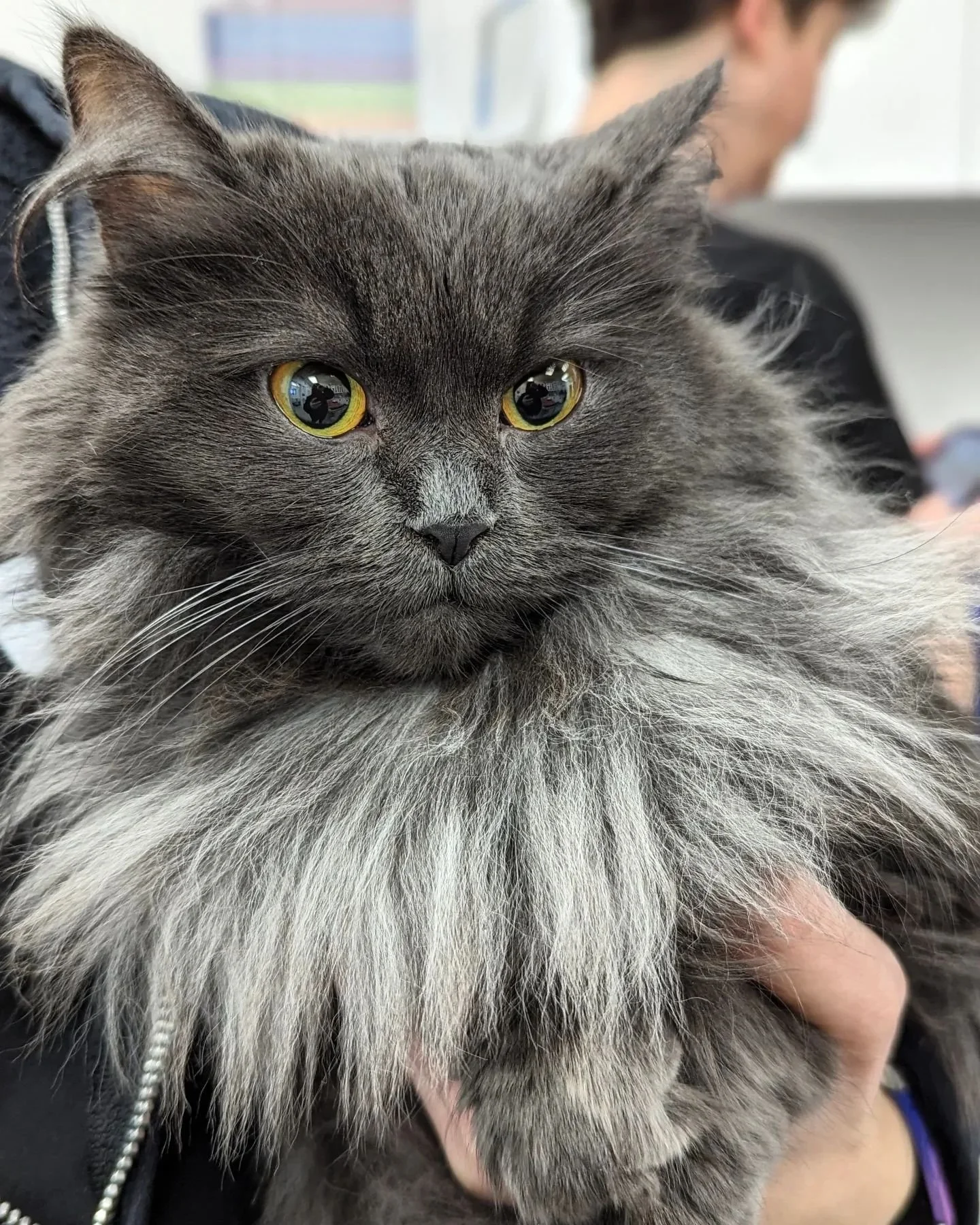 Happy National Cat Day! 

😻😻😻

#horseshoevalleyvet #horseshoevethospital #horseshoevet #vetclinic #veterinary #vet #craighurst #oromedonte #barrie #simcoecounty #onlyinoromedonte #nationalcatday