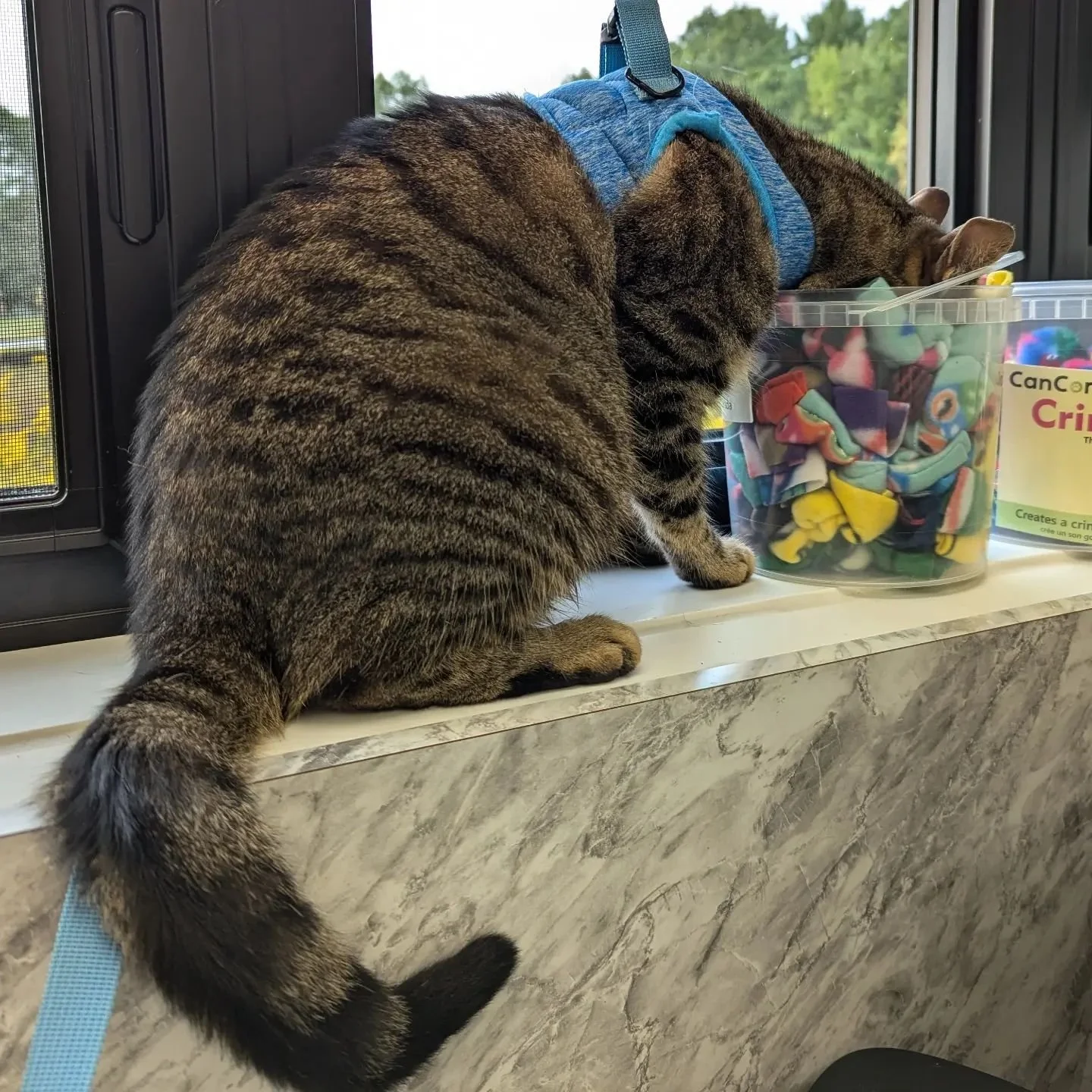 We caught Rocky red-pawed face deep in the 'nip knots! 

Does your kitty have a treat or toy obsession? 

Happy Caturday!! 

#horseshoevalleyvet #horseshoevethospital #horseshoevet #vetclinic #veterinary #vet #craighurst #oromedonte #barrie #simcoeco