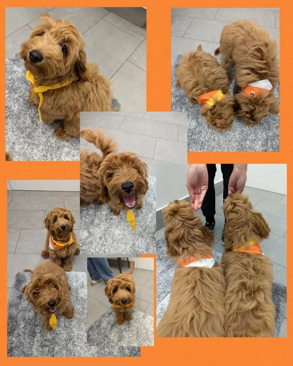 Harper and Willow gearing up for spooky season in their matching candy corn bandanas 🎃🍭 (although they are so wiggly we could barely get a photo of their accessories) 💛

#horseshoevalleyvet #horseshoevethospital #horseshoevet #vetclinic #veterinar