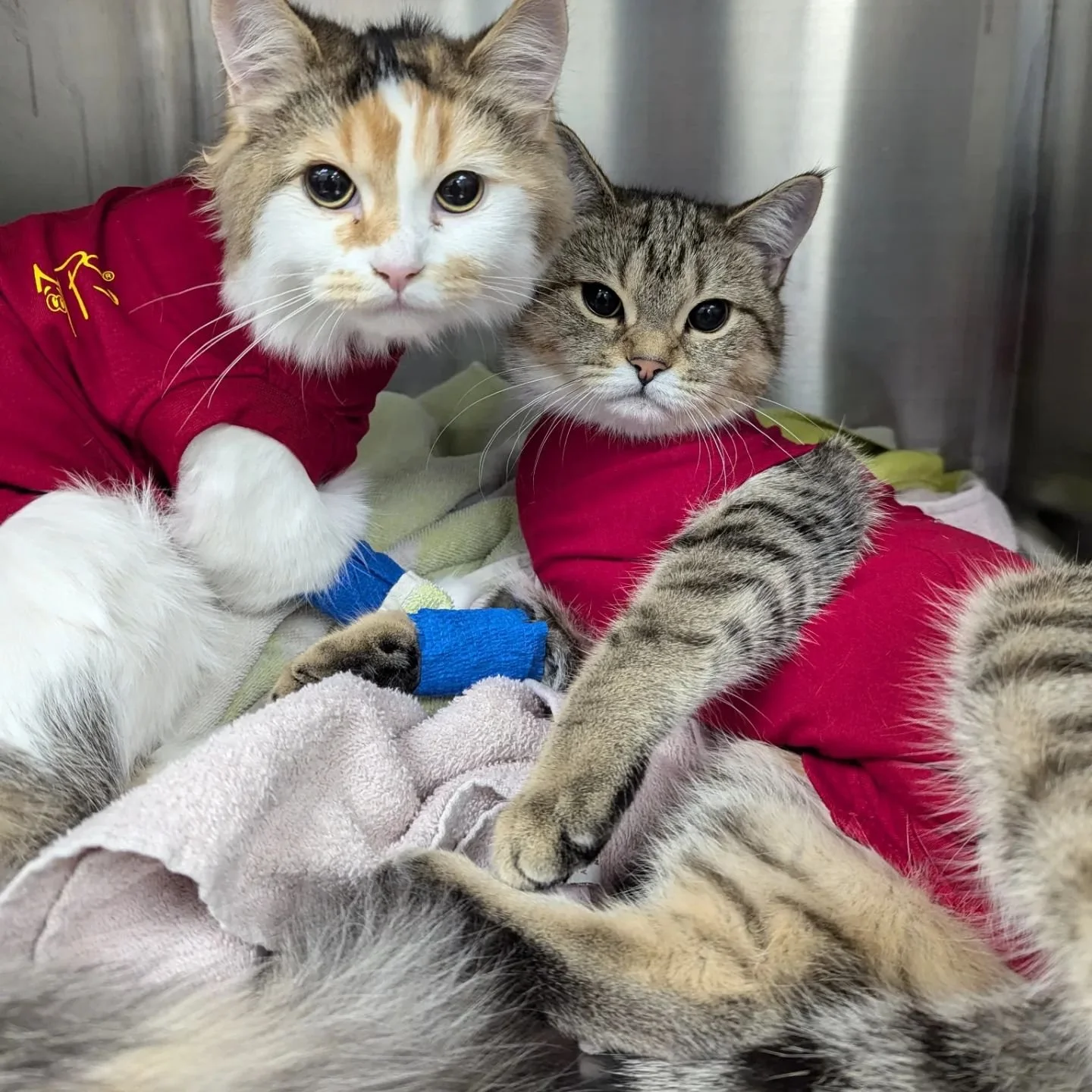 Have you ever seen a cat in a onesie...
..
..
..

Well now you've seen FOUR!  These stylish @medicalpetshirts keep our patients from accessing their surgical incisions.  And of course they all look super cute in them. 😻😻 Happy Caturday! 

#horsesho