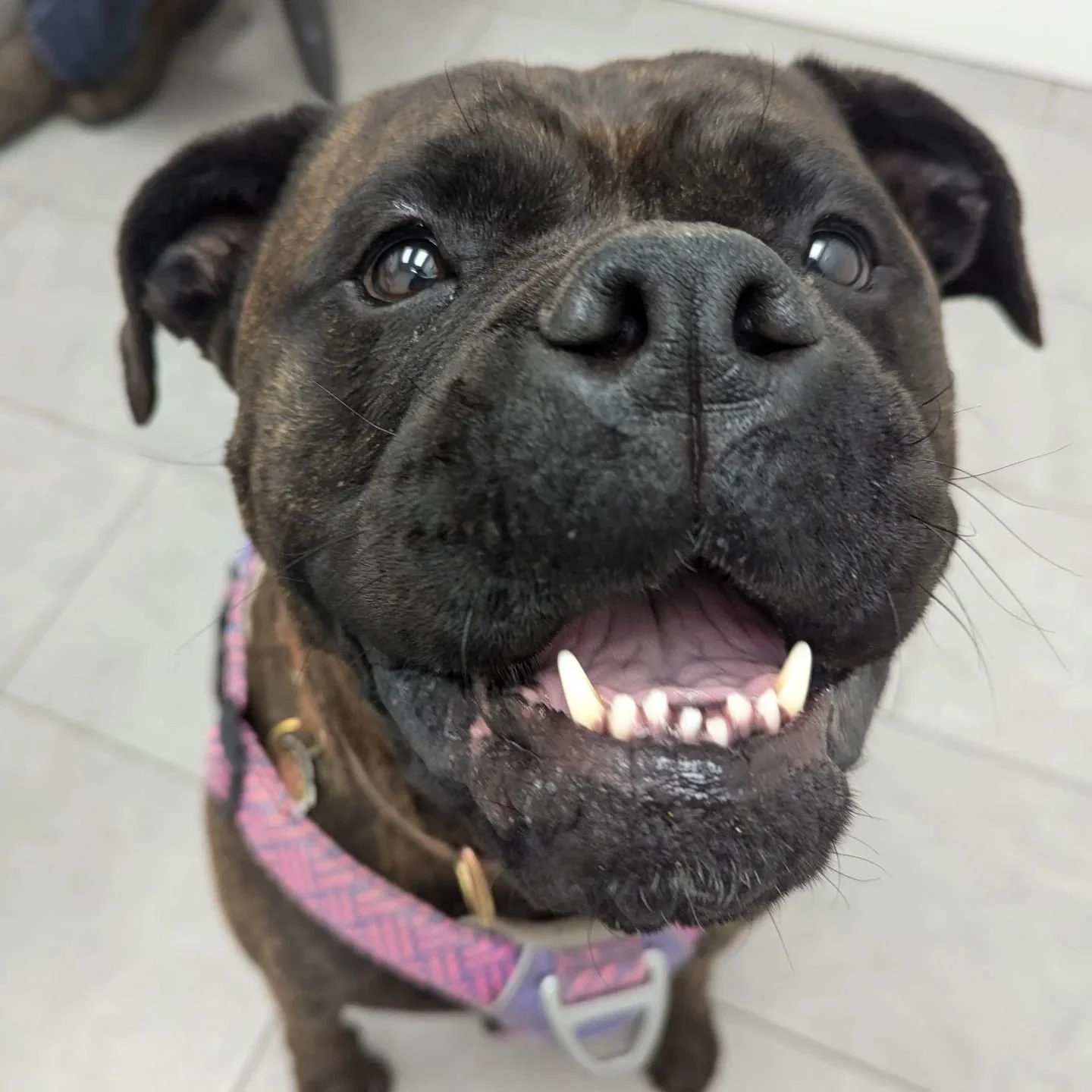 All smiles from this sweet girl Charlie!  Happy Fri-yay! 💛

#horseshoevalleyvet #horseshoevethospital #horseshoevet #vetclinic #veterinary #vet #craighurst #oromedonte #barrie #simcoecounty #onlyinoromedonte