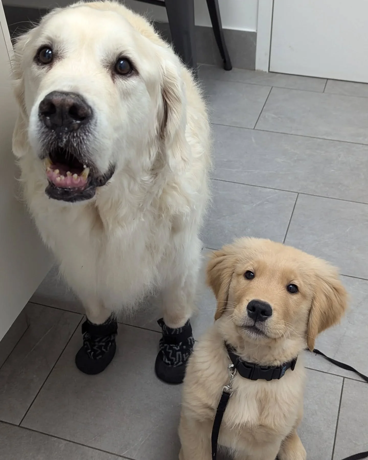 &quot;Good Afternoon, my name is Russell and I am a Wilderness Explorer in Tribe 54 ... SQUIRREL!&quot;

Dug and Russell adventured over to the clinic to see us the other day. What a cute duo! 

#namethatmovie#up
#horseshoevalleyvet #horseshoevethosp