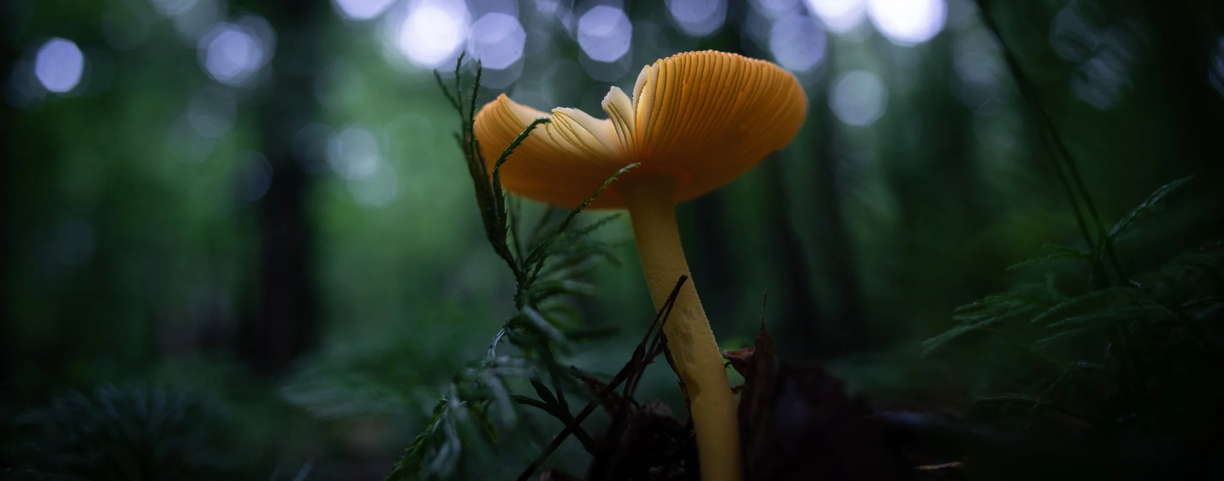 Aaron Farrington, Morning Walk #41: the view from down here, photograph in resin, 22.5x54.5 in. $900