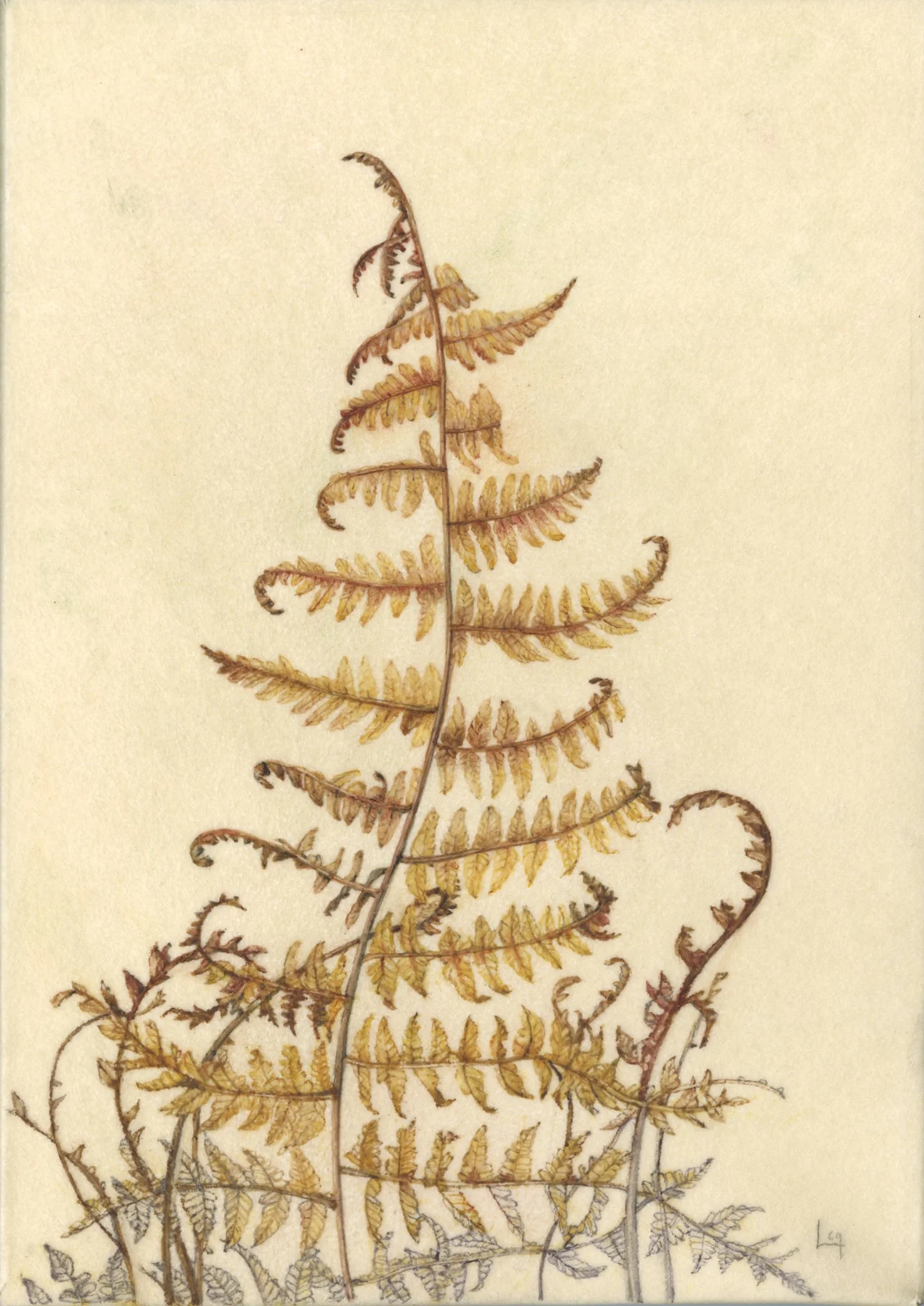 Lara Call Gastinger, Ferns, watercolor on vellum, 5x7 in. $450