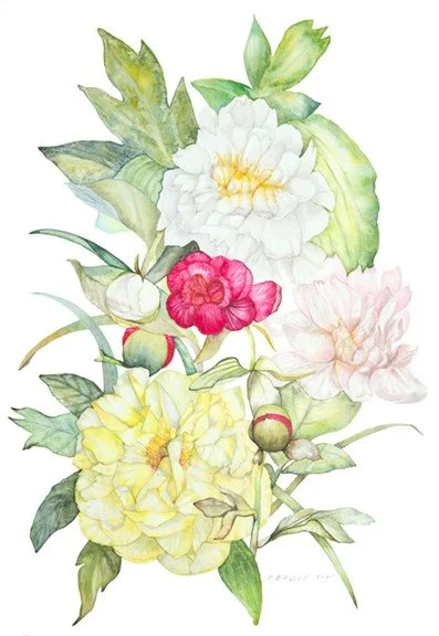Marcia Mitchell, Peonies, Watercolor on paper, 27x 20 in. $250