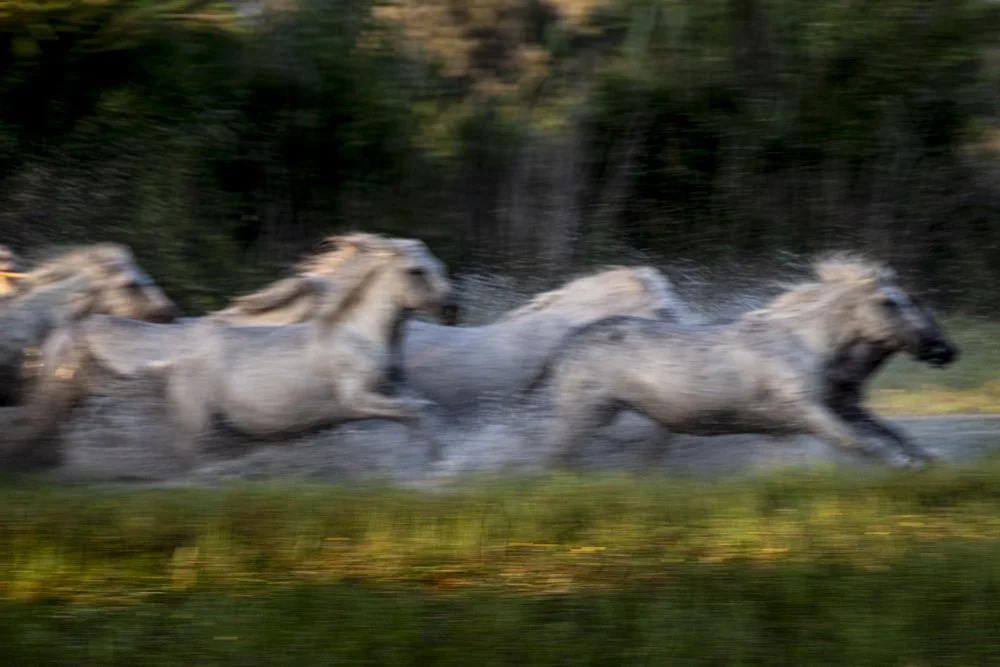 Karen Duncan Pape, The Carmague Horses, Photography, 17x22 in. $450