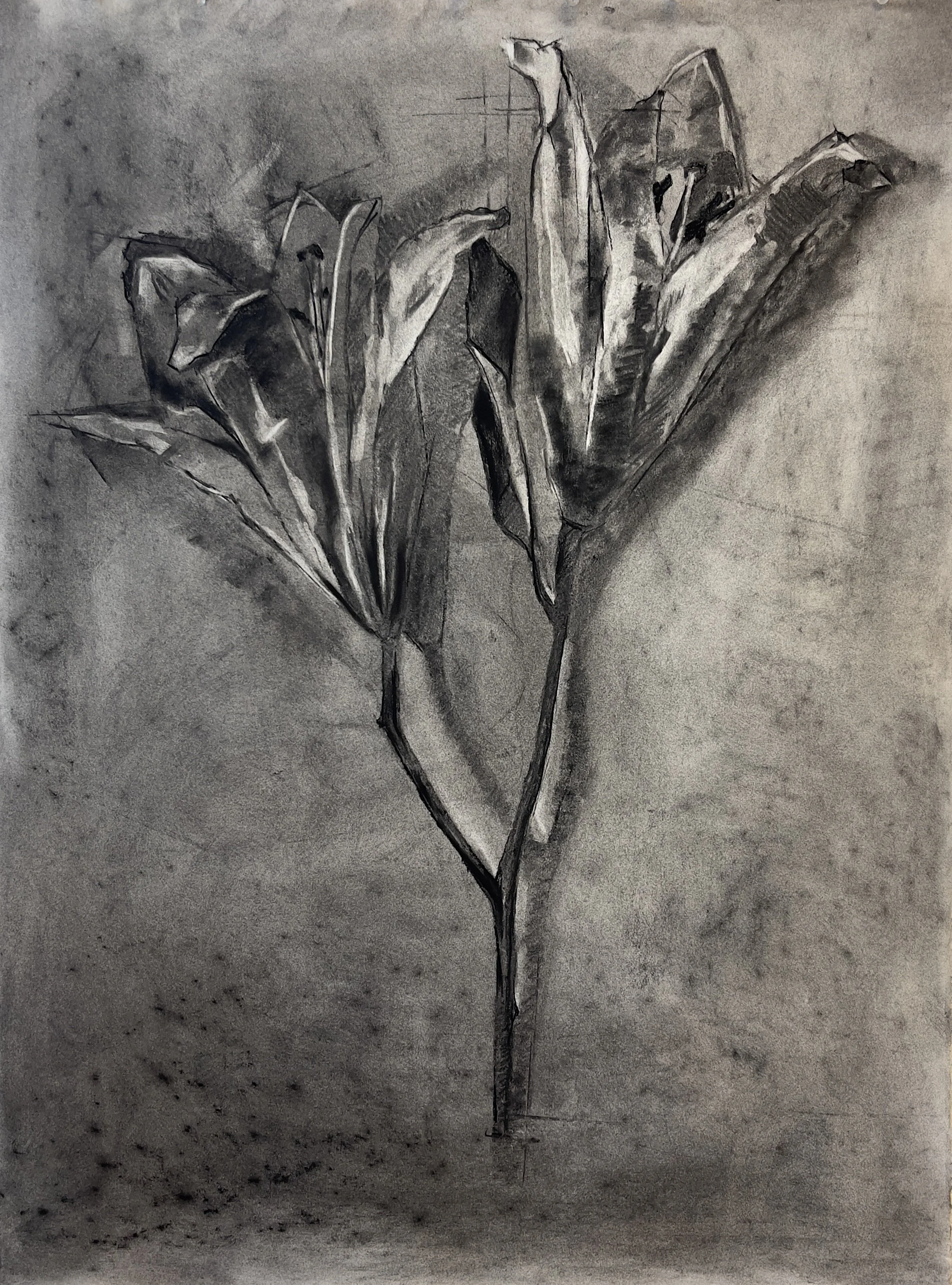 Tori Cherry, Wilted Lily, Charcoal on paper, 30x22.25 in. $950