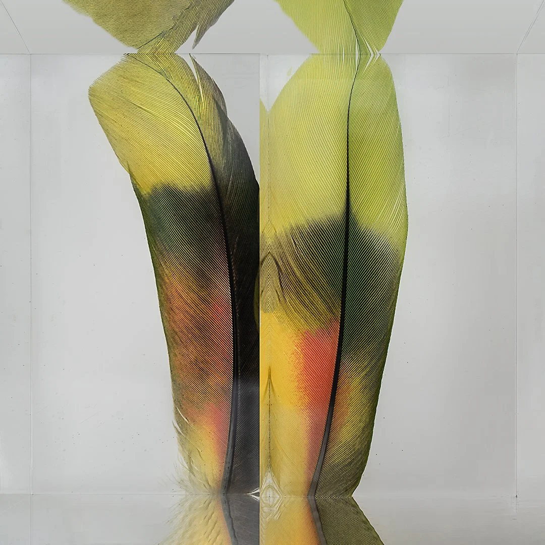 John Grant, Parrot, Photography, 30x30 in. $1,200
