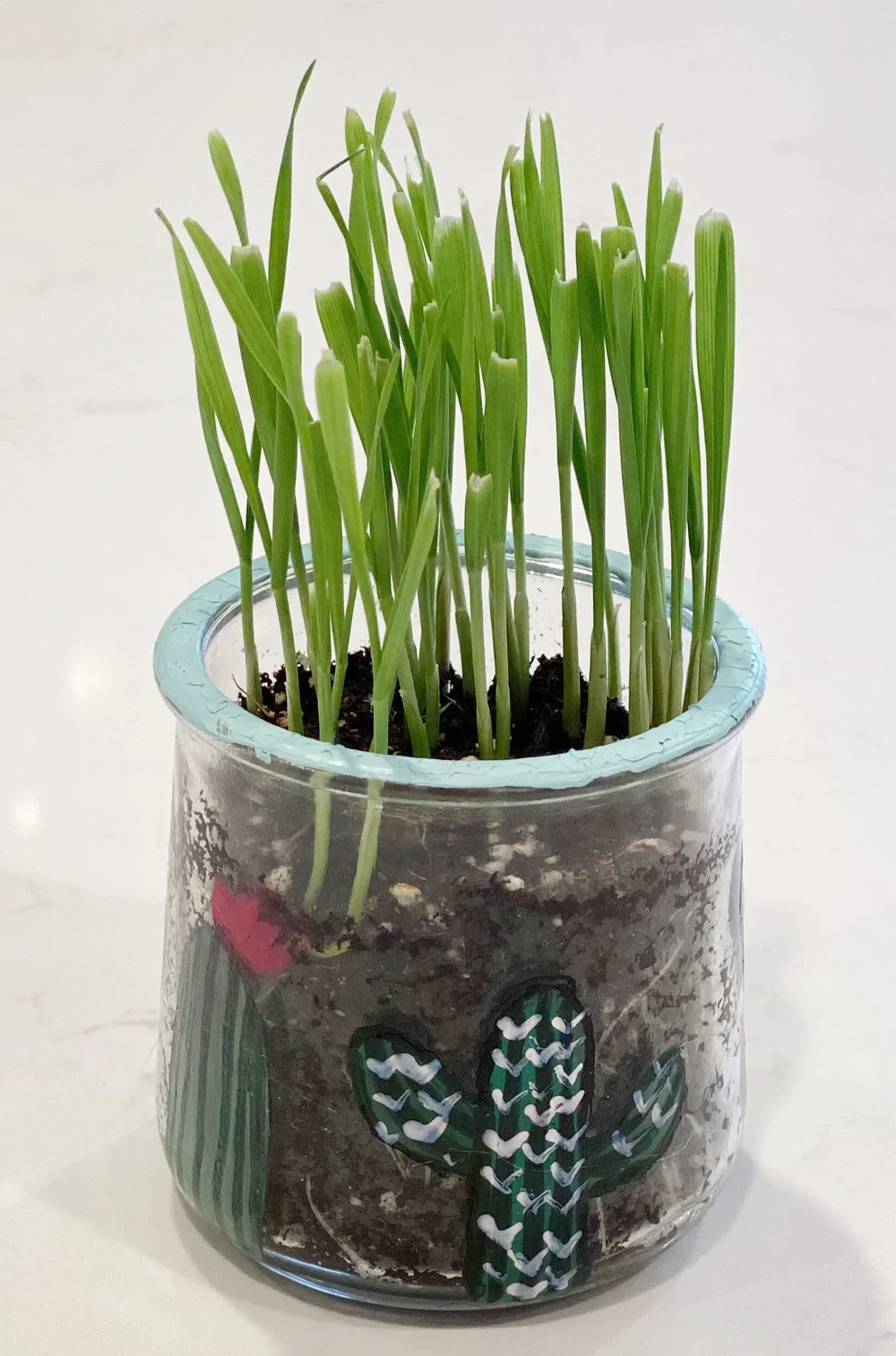 wheatgrass in cactus.jpg