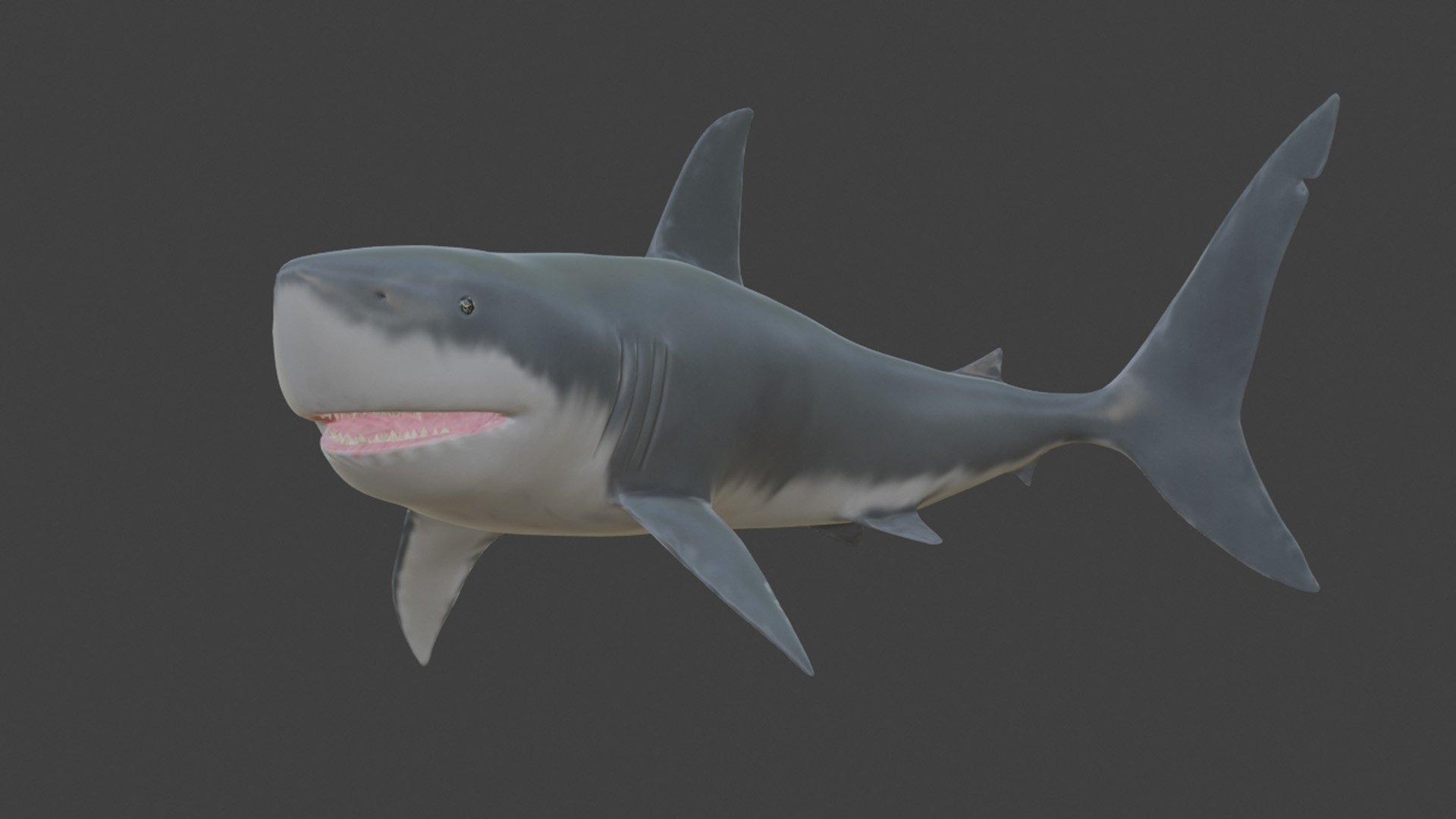 sharkModelPose_1.jpg