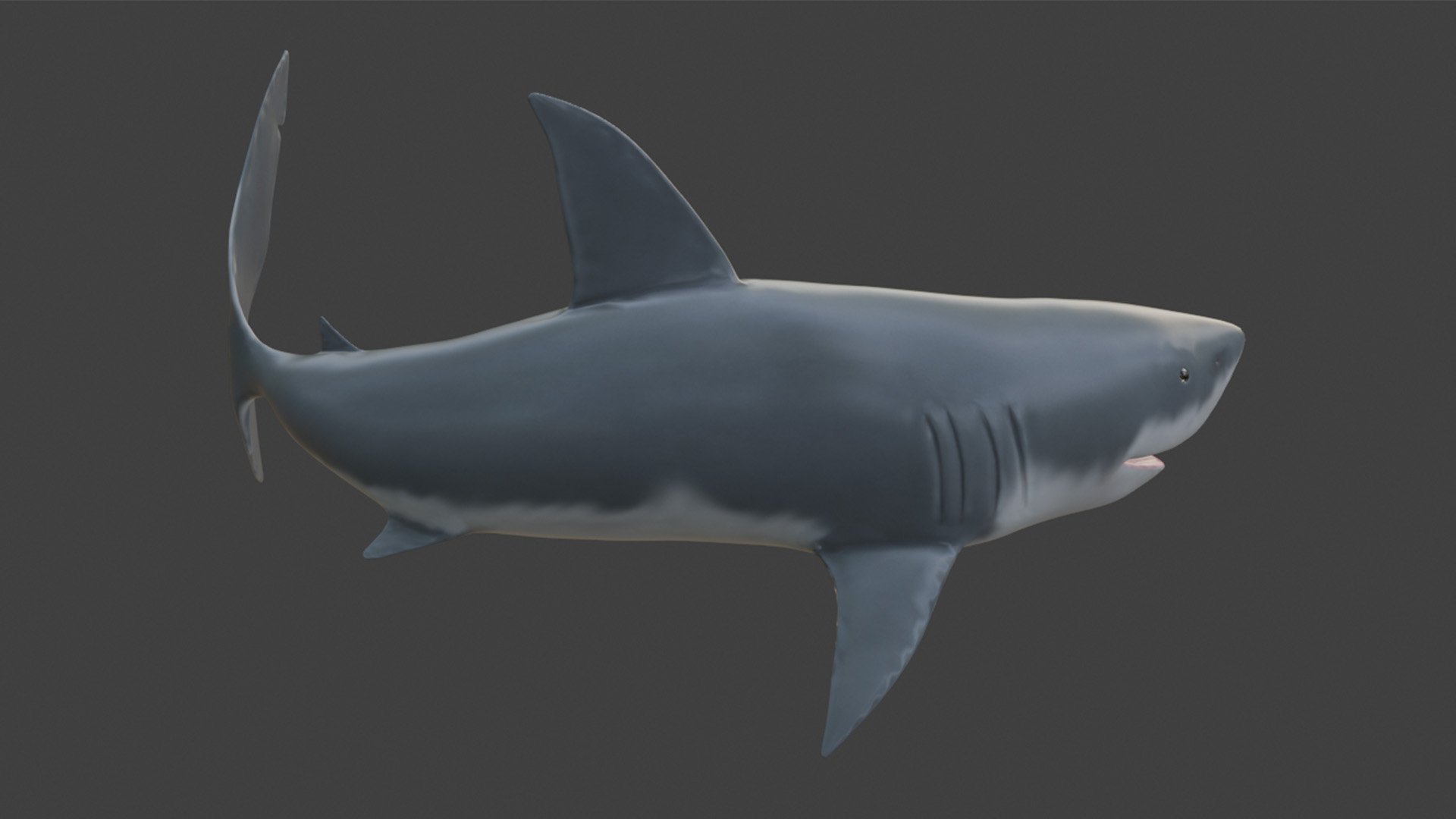 sharkModelPose_2.jpg