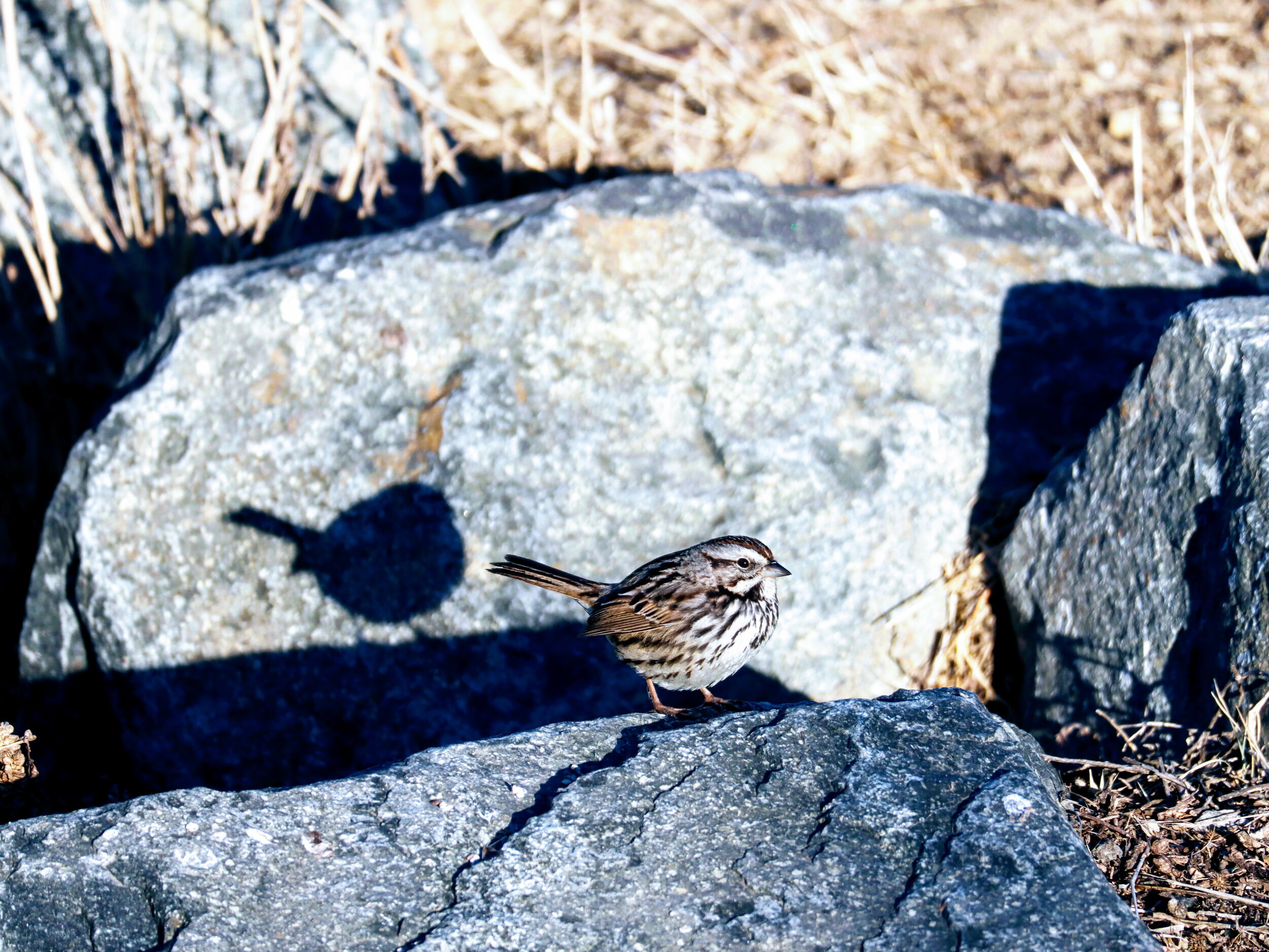 Bird Shadow.JPG