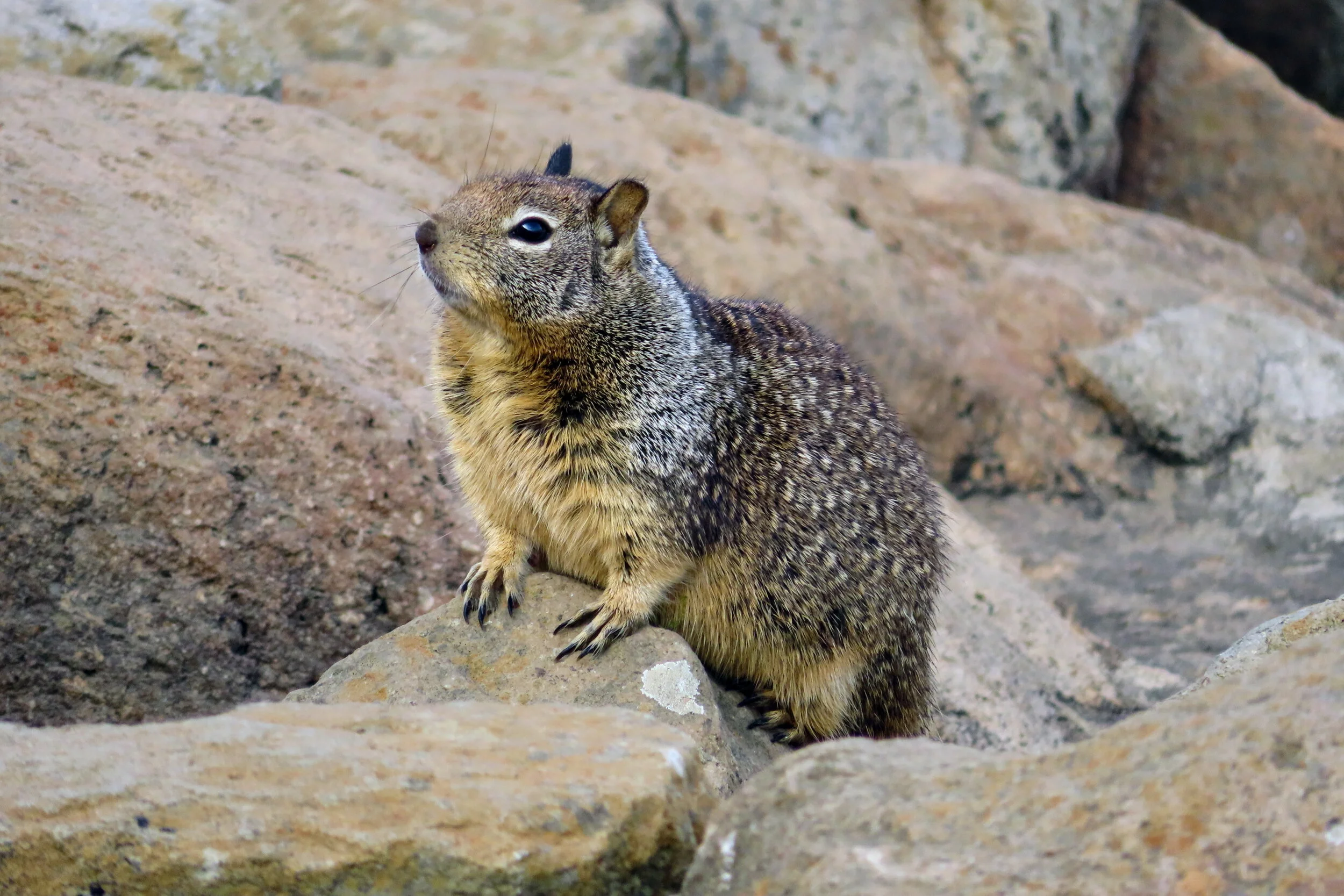 Curious Squirrel.JPG