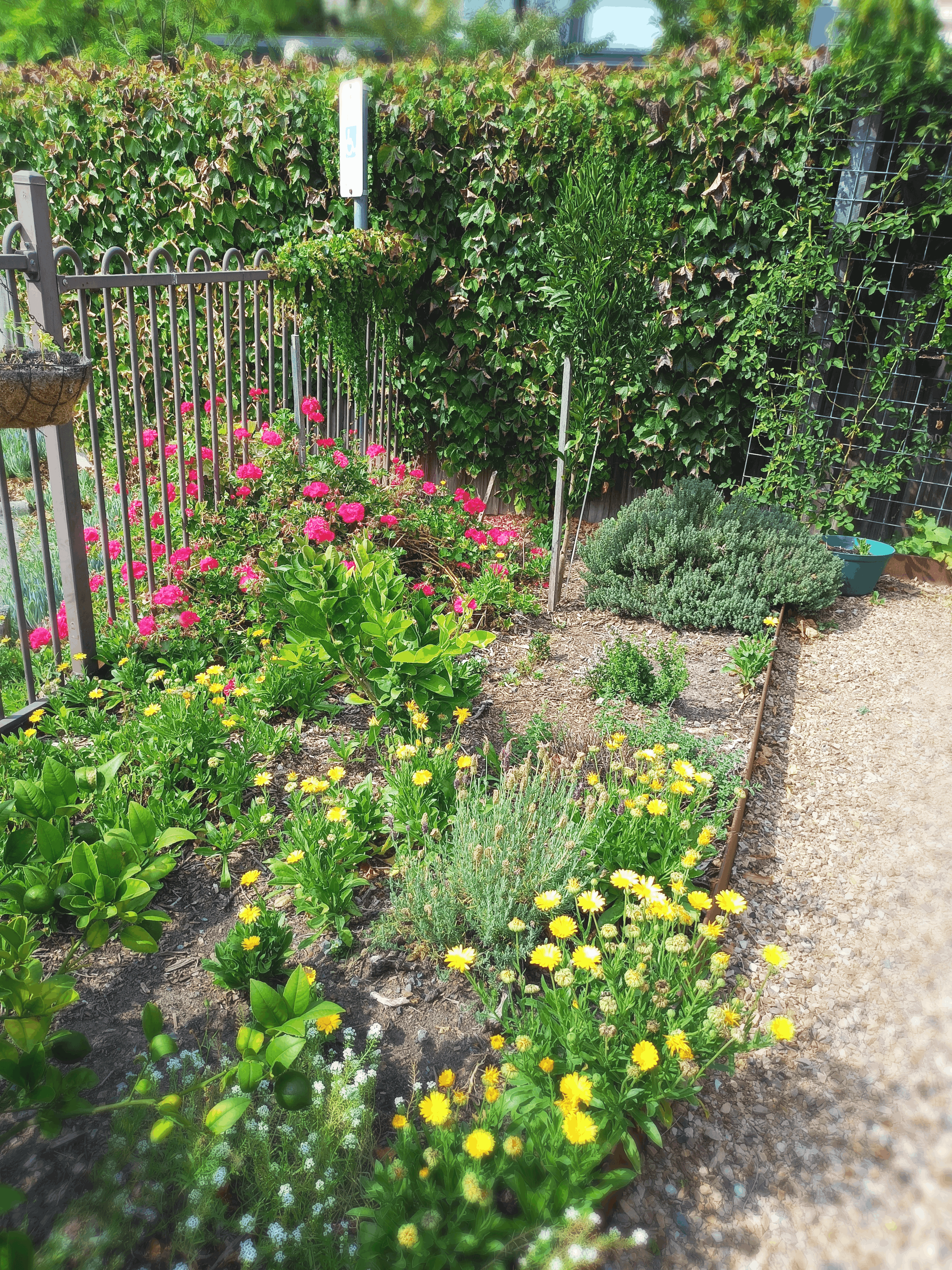 Garden beds.png