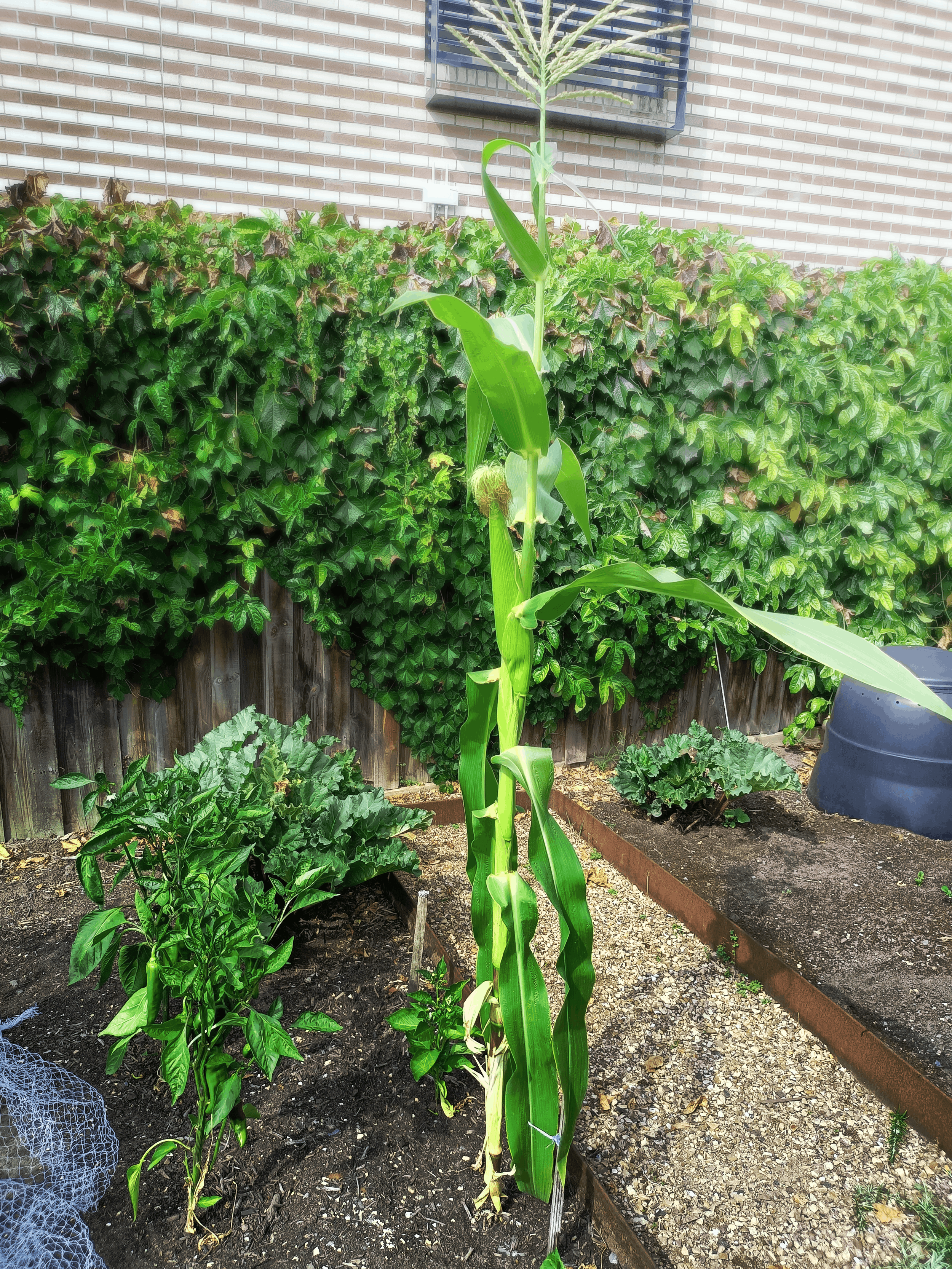 Corn.png