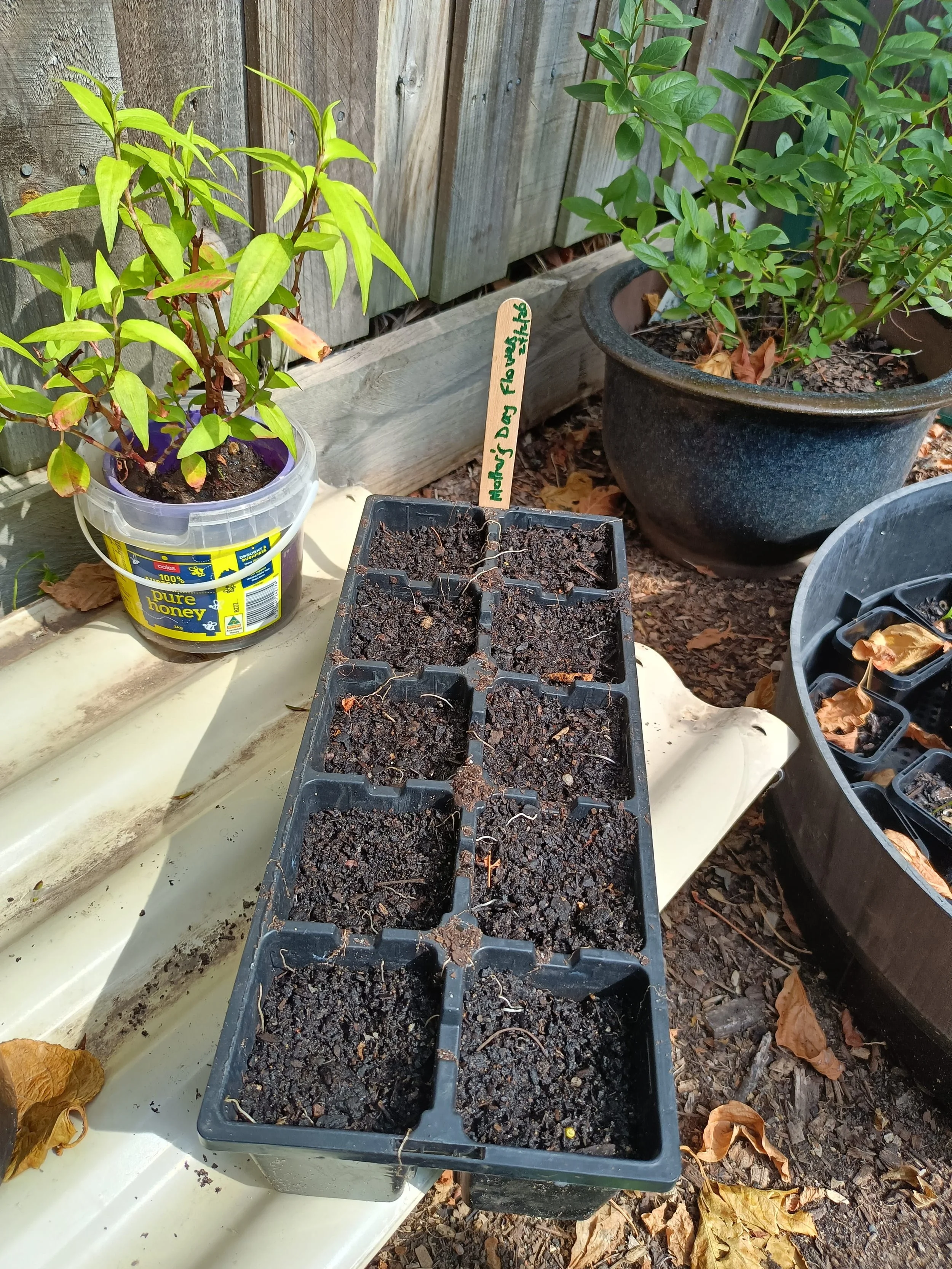 Lettuce seeds.jpg