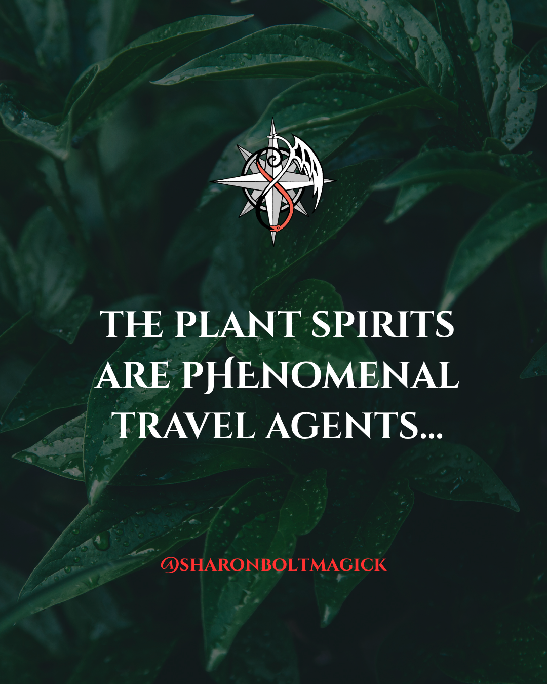 The Plant Spirits Are Phenomenal Travel Agents