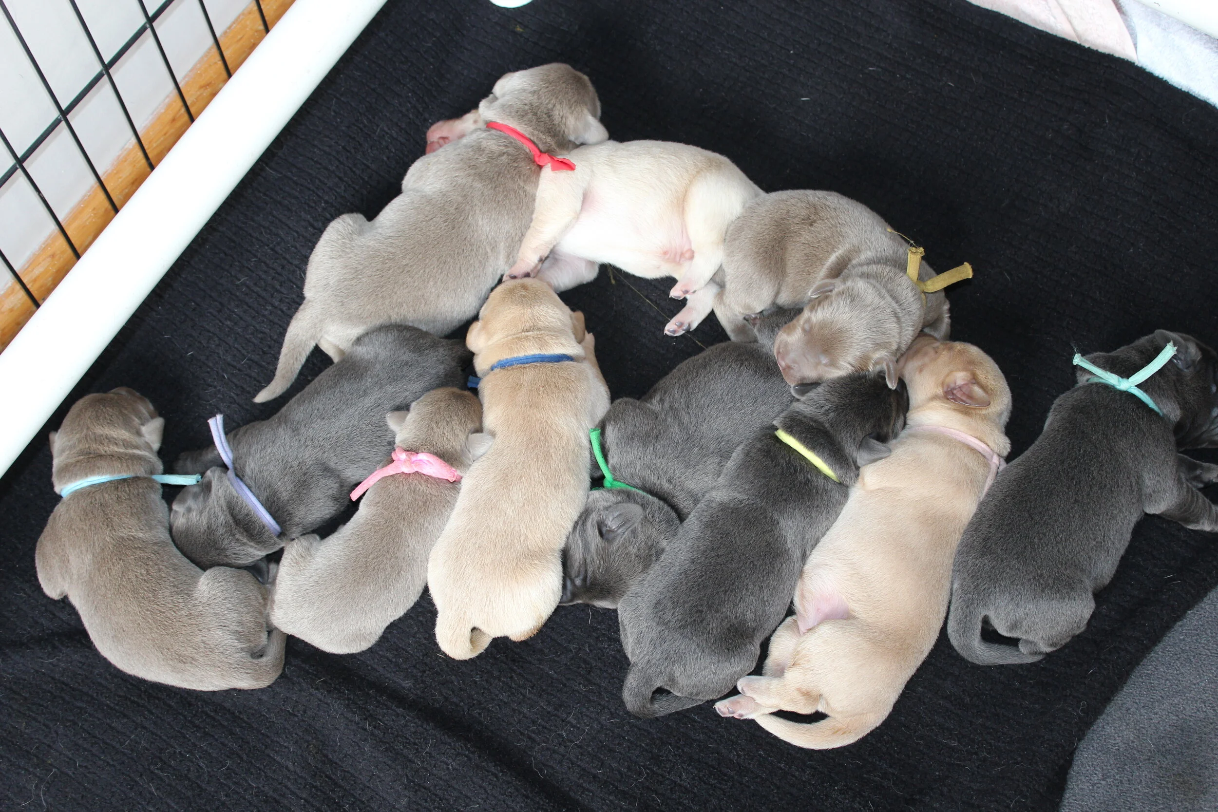 Festive Feliz Navidad