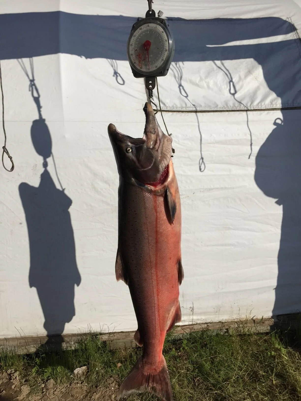 Nushagak River fishing