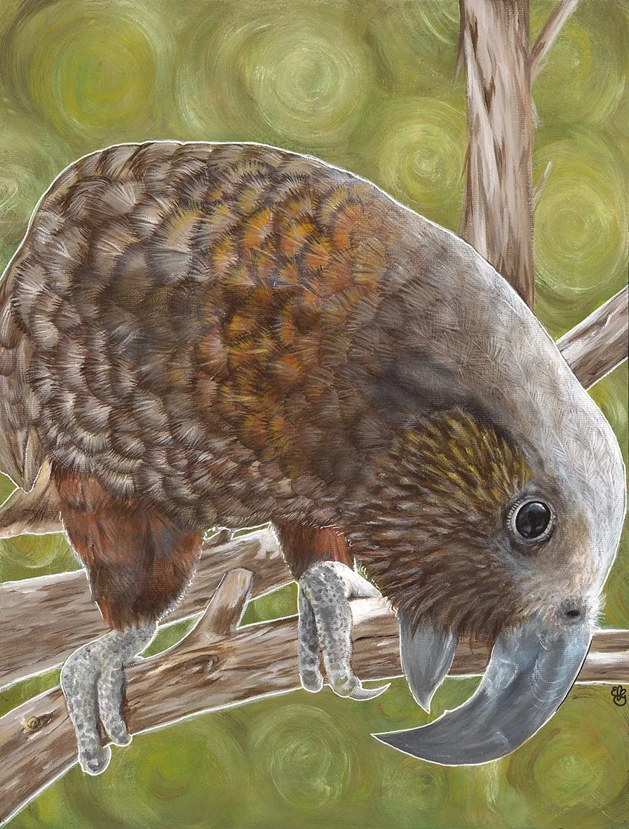 Gillespie - Kea Two SMALL (but actually kaka).jpg