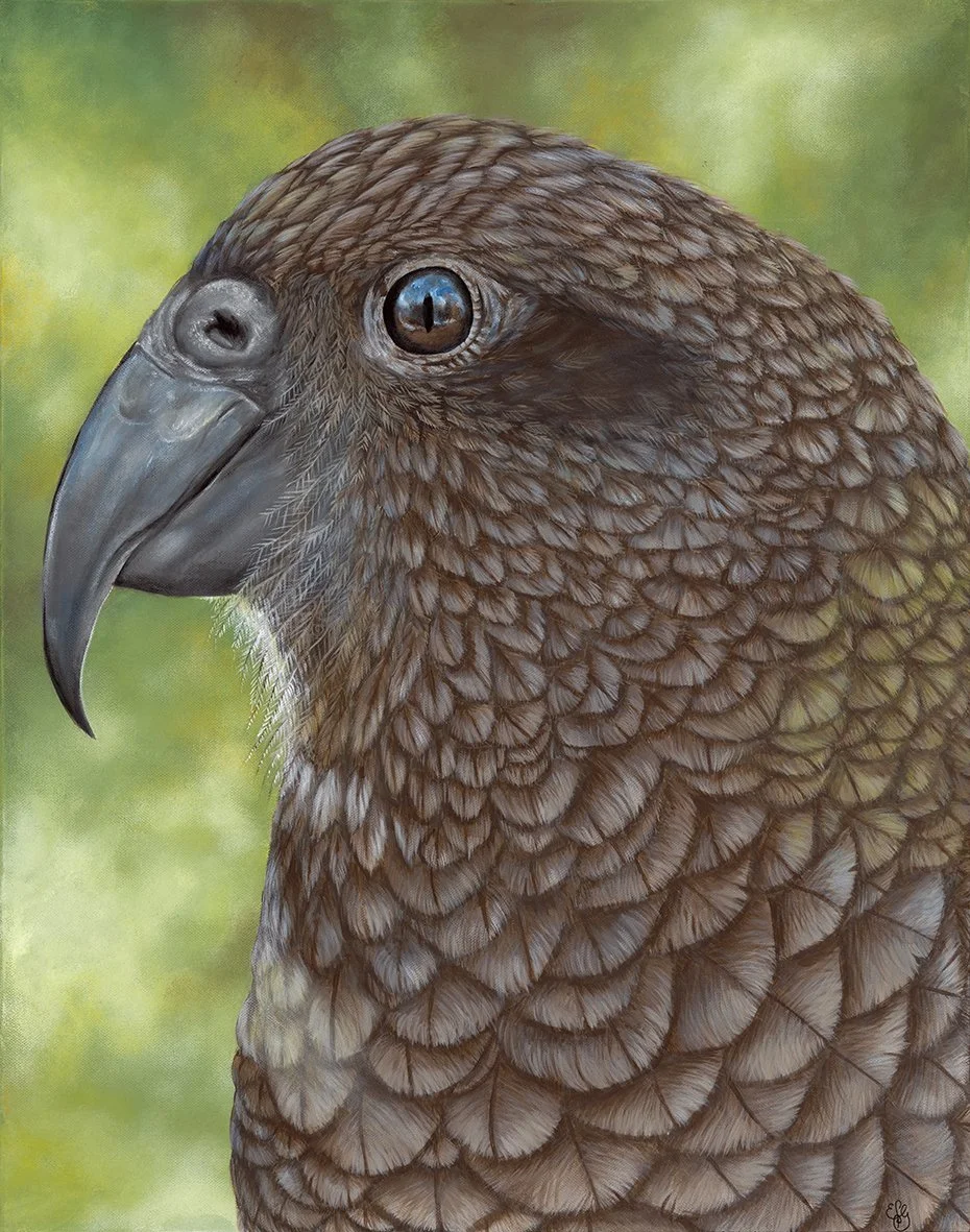 Gillespie - Kaka Two SMALL (actually kea).jpg
