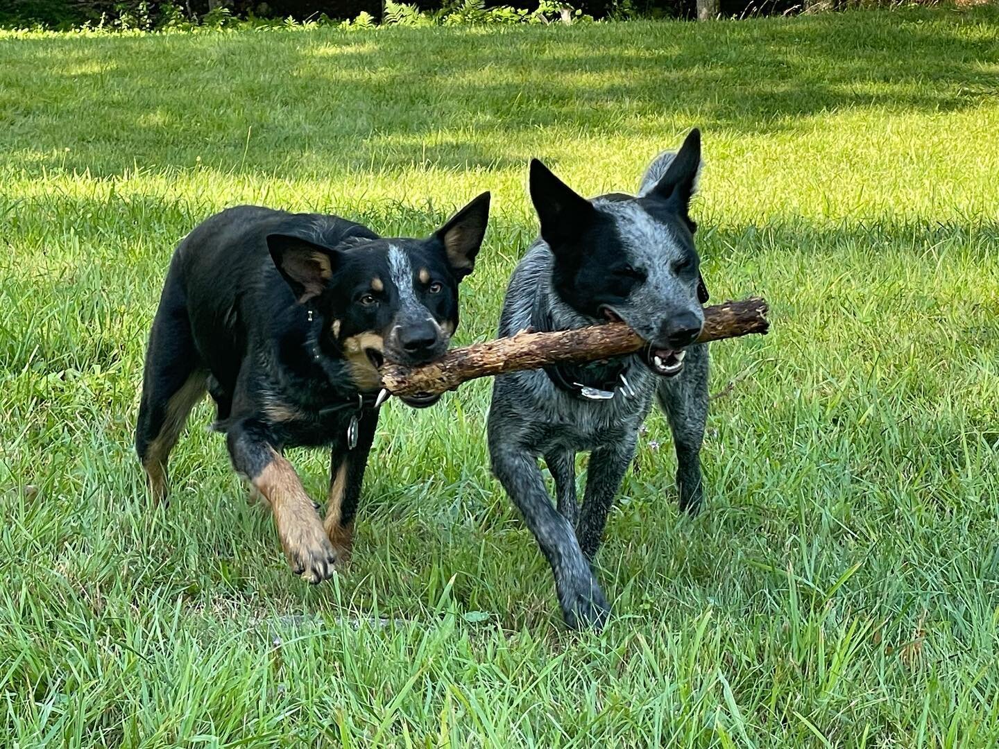 ✌️🧡✨Have you met Bravo and Dharma ! They are festival pups here at the farm and are brothers too! They joined our family just over a year ago at the @vermontbetrueyogafest and had their first festival @bhaktistock !!😍🐕🐕🐕Retreat with your pup her