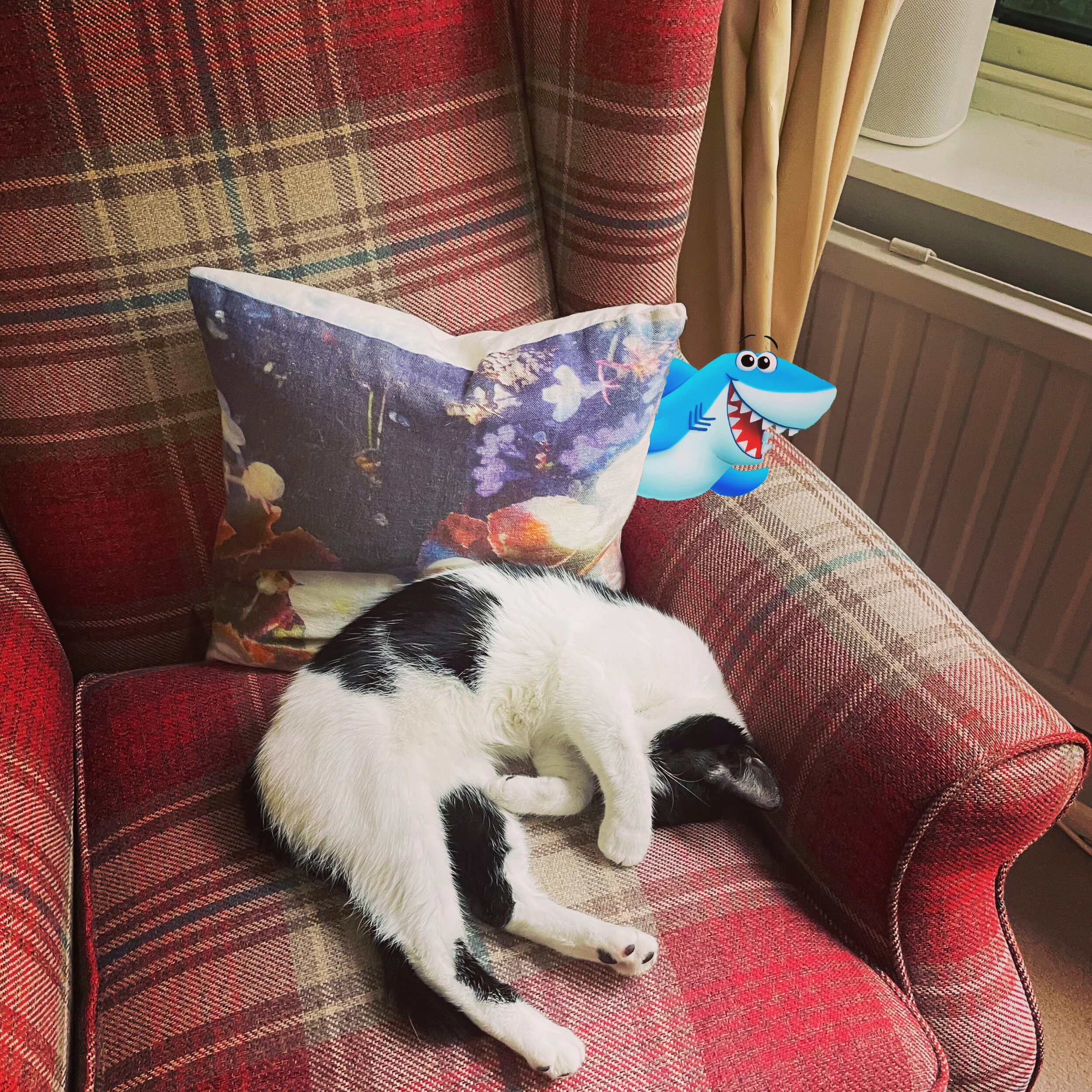 Whilst the cat's🐈away, the Bite🦈will play!! 🦈🍆🥗🥒🥦🥕🍅📚✍️