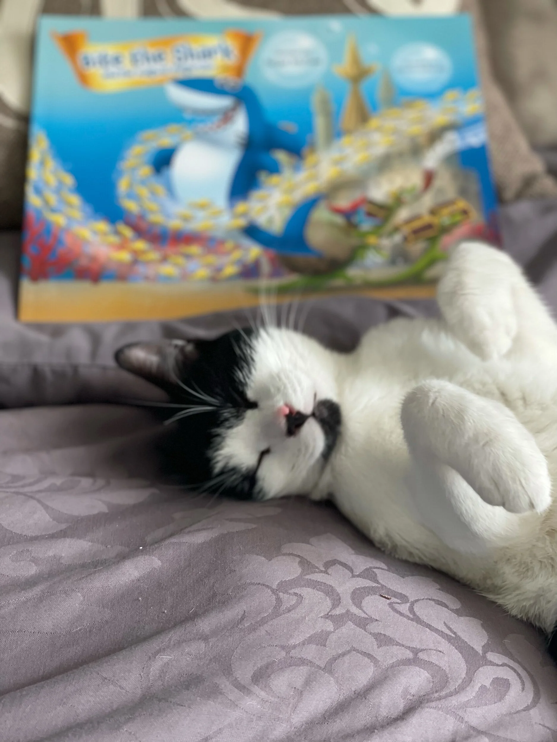 Violet our kitten-cat and Bite. 🐈‍⬛ 🦈💙💜A purrrr-fect bedtime story combination 💤Night night 🛌