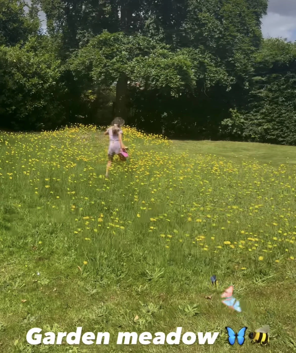 16-Jun: Garden meadow 🦋🐝