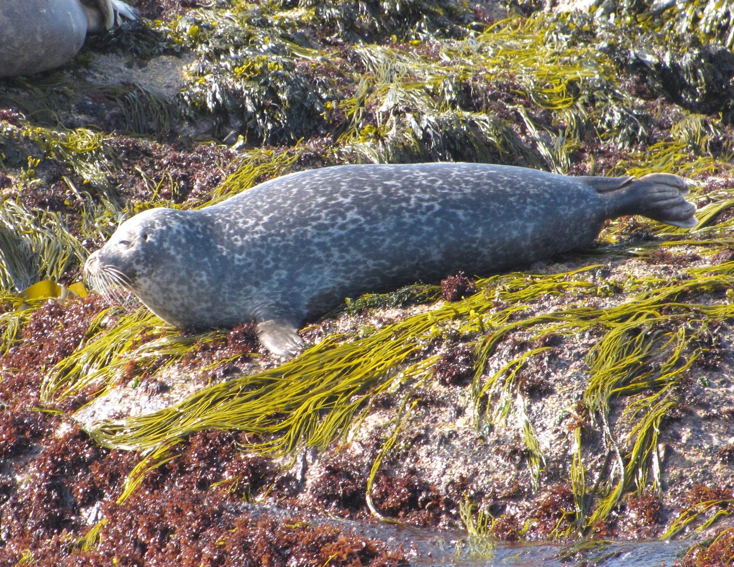 Natural History of Grey Seals — The Seal Alliance