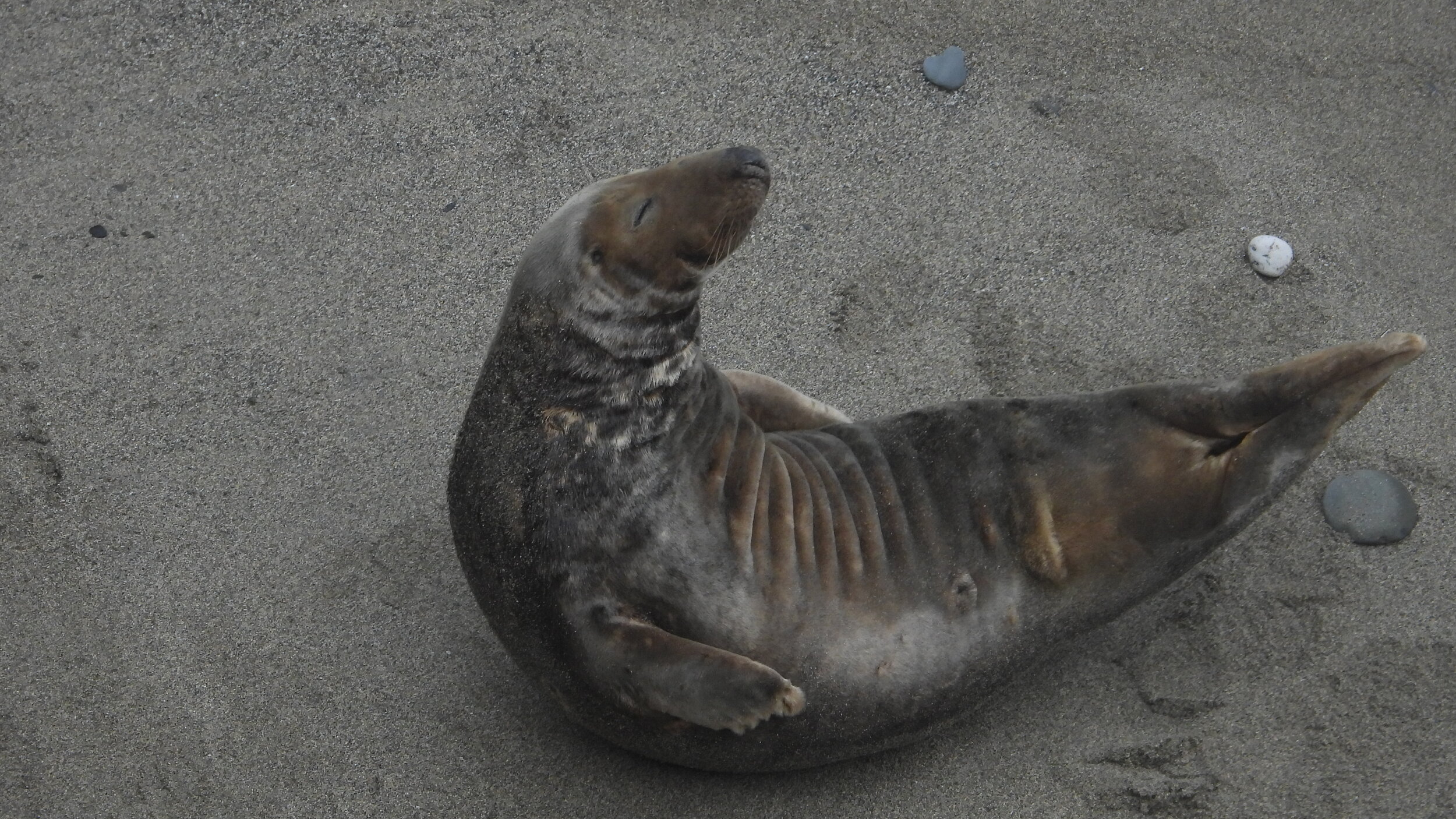 How to Photograph Seals Ethically — The Seal Alliance