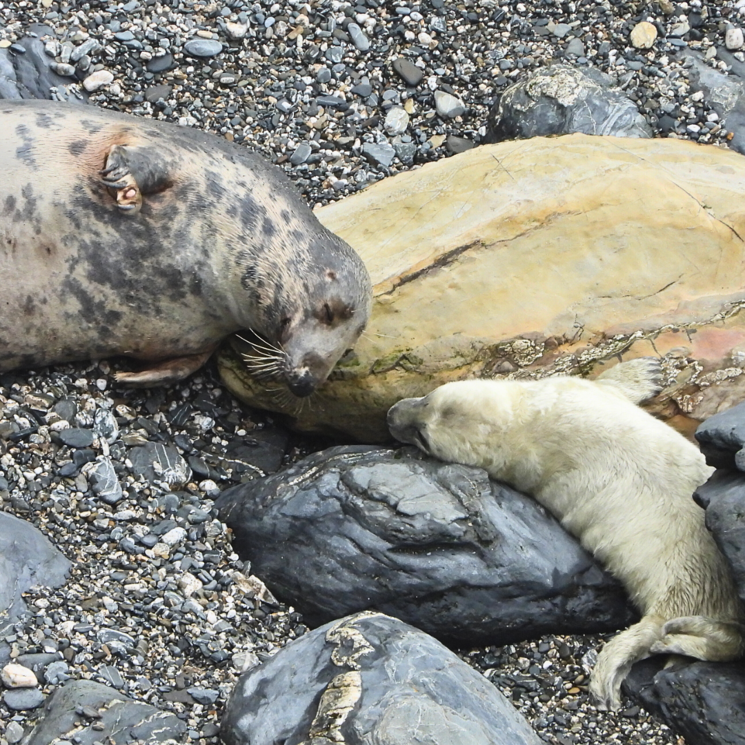The Beach Ward – or, the Importance of Giving Grey Seals Their Peace in Pupping Season