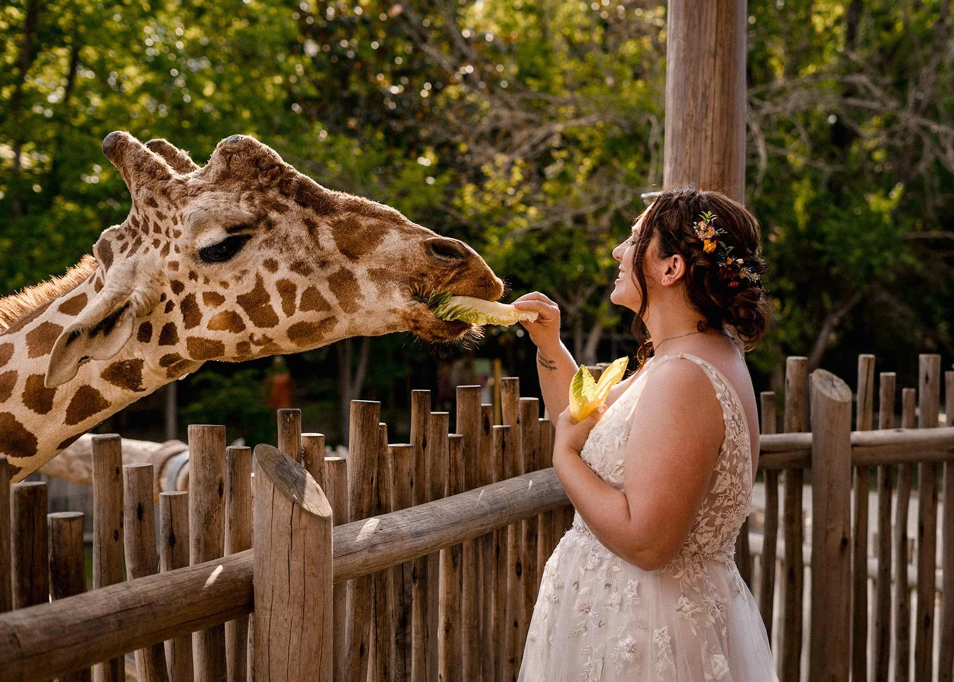 Bride feeding a Giraffe Chattanooga Zoo