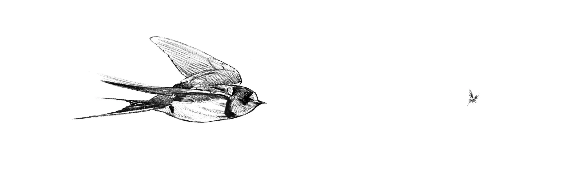 golondrina2 copia.jpg