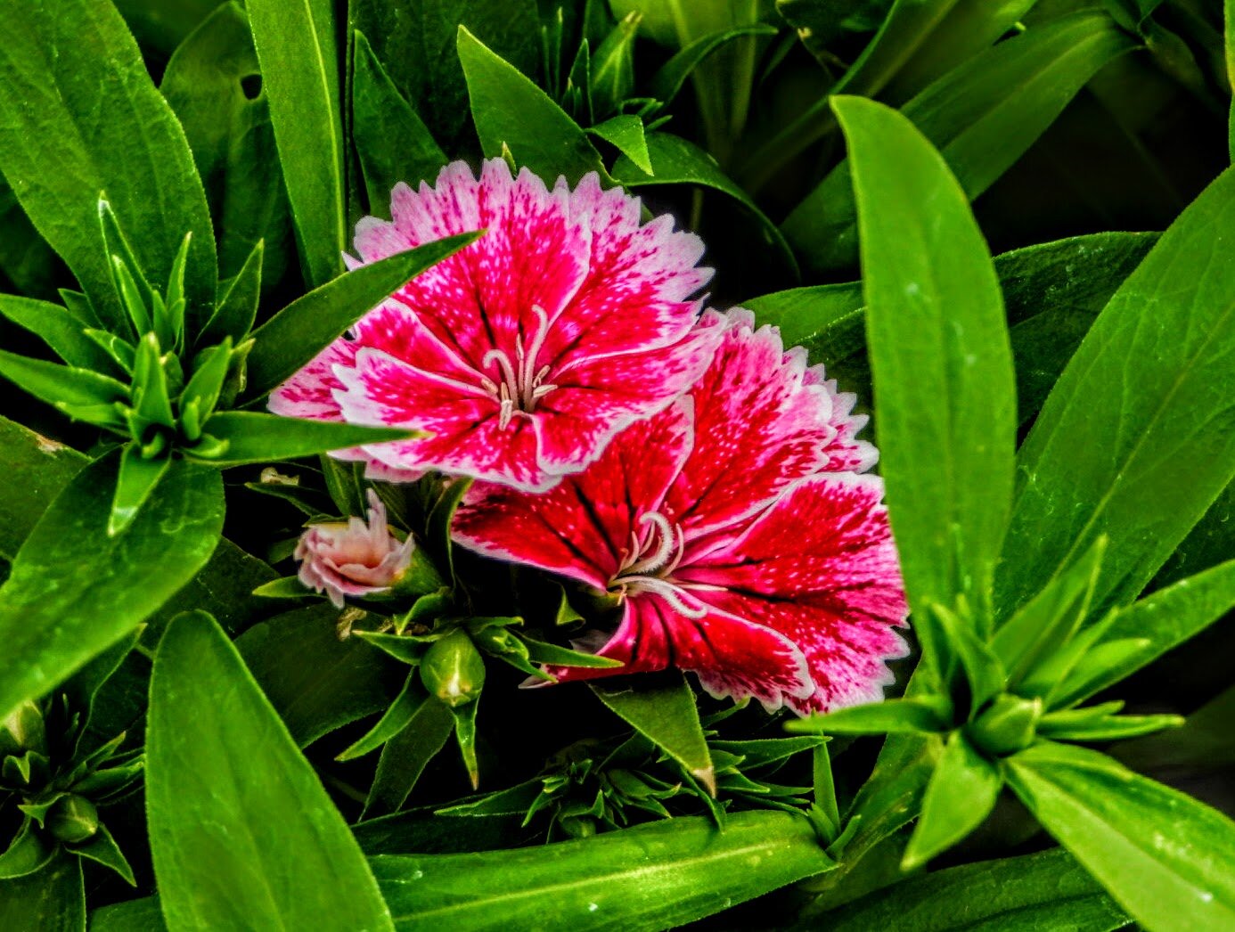 DESERT BOTANICAL GARDEN BY MYCHAELX.PHOTOS  010020.JPG