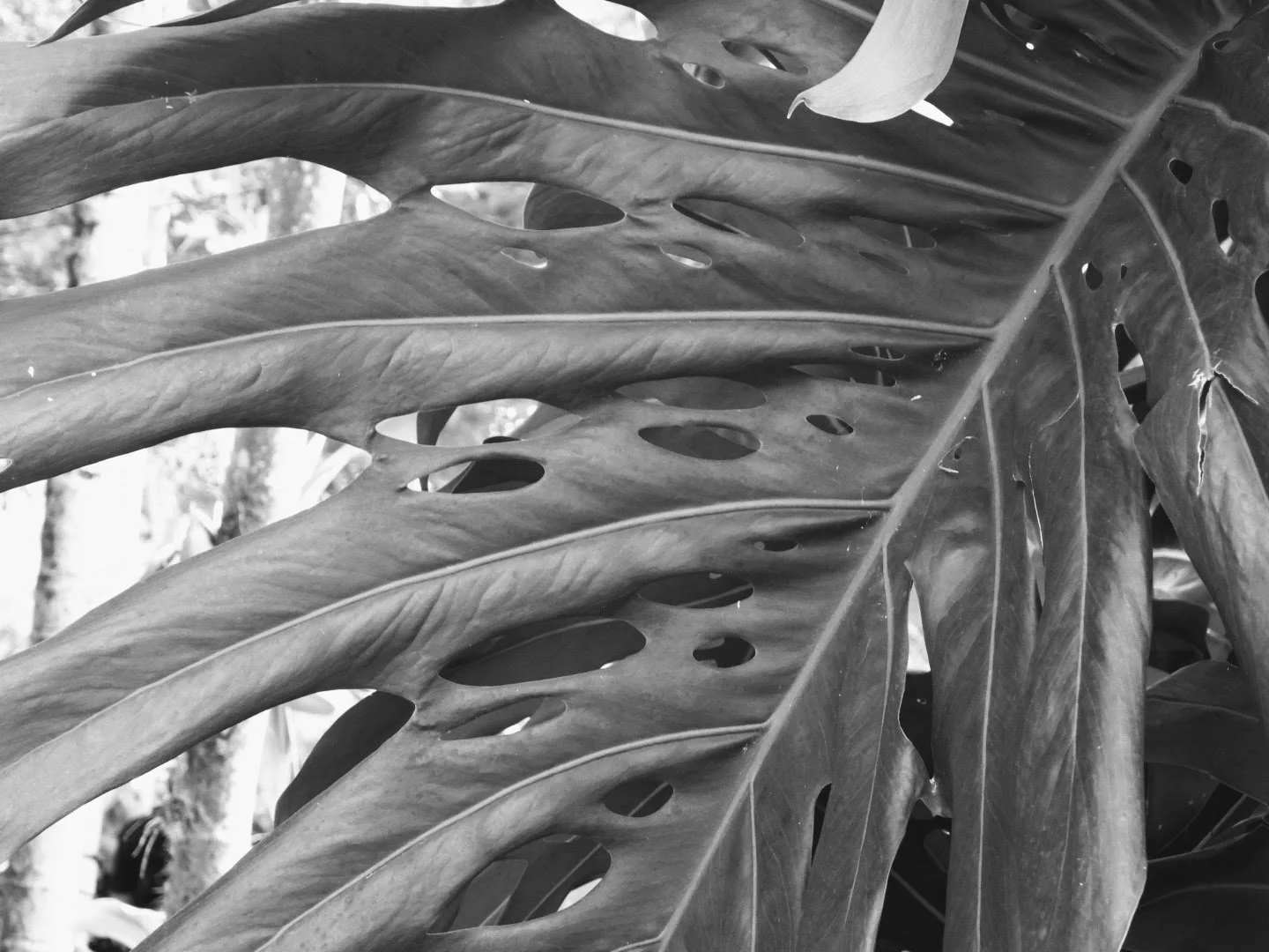 Botanical Garden in Black & White by MychaelX.photos 0099bw.JPG