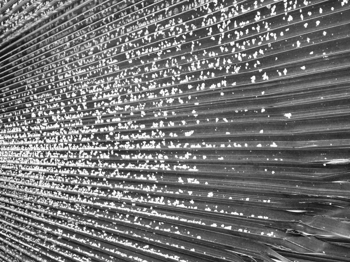 Botanical Garden in Black & White by MychaelX.photos 00047bw.JPG