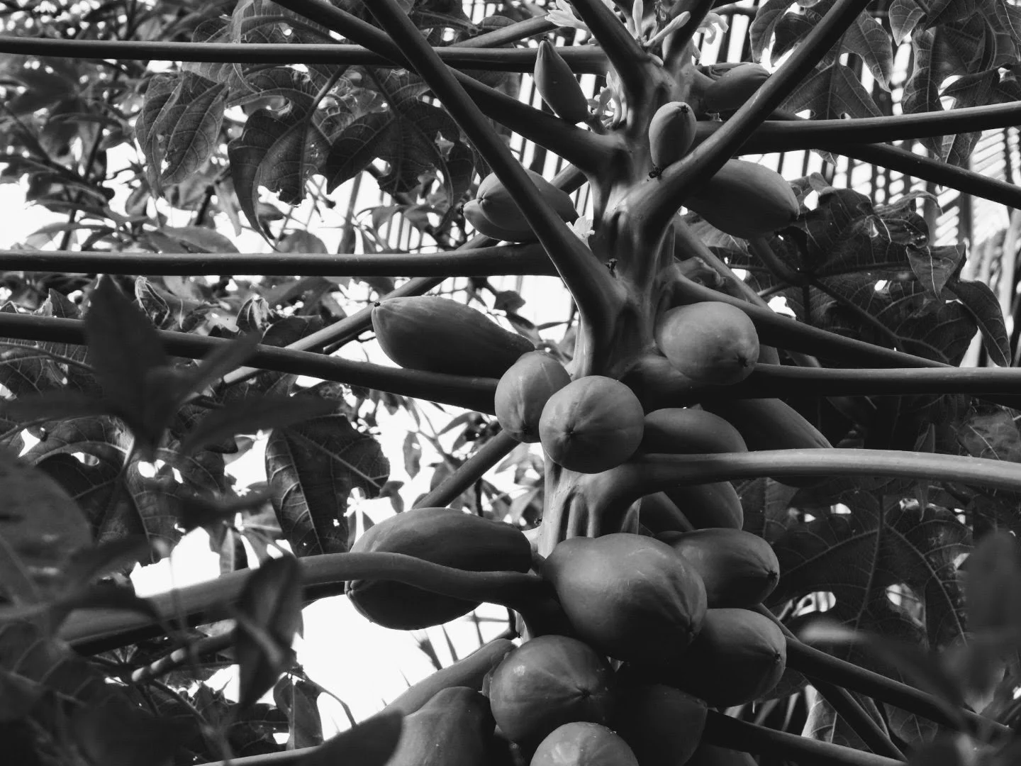 Botanical Garden in Black & White by MychaelX.photos 00056bw.JPG