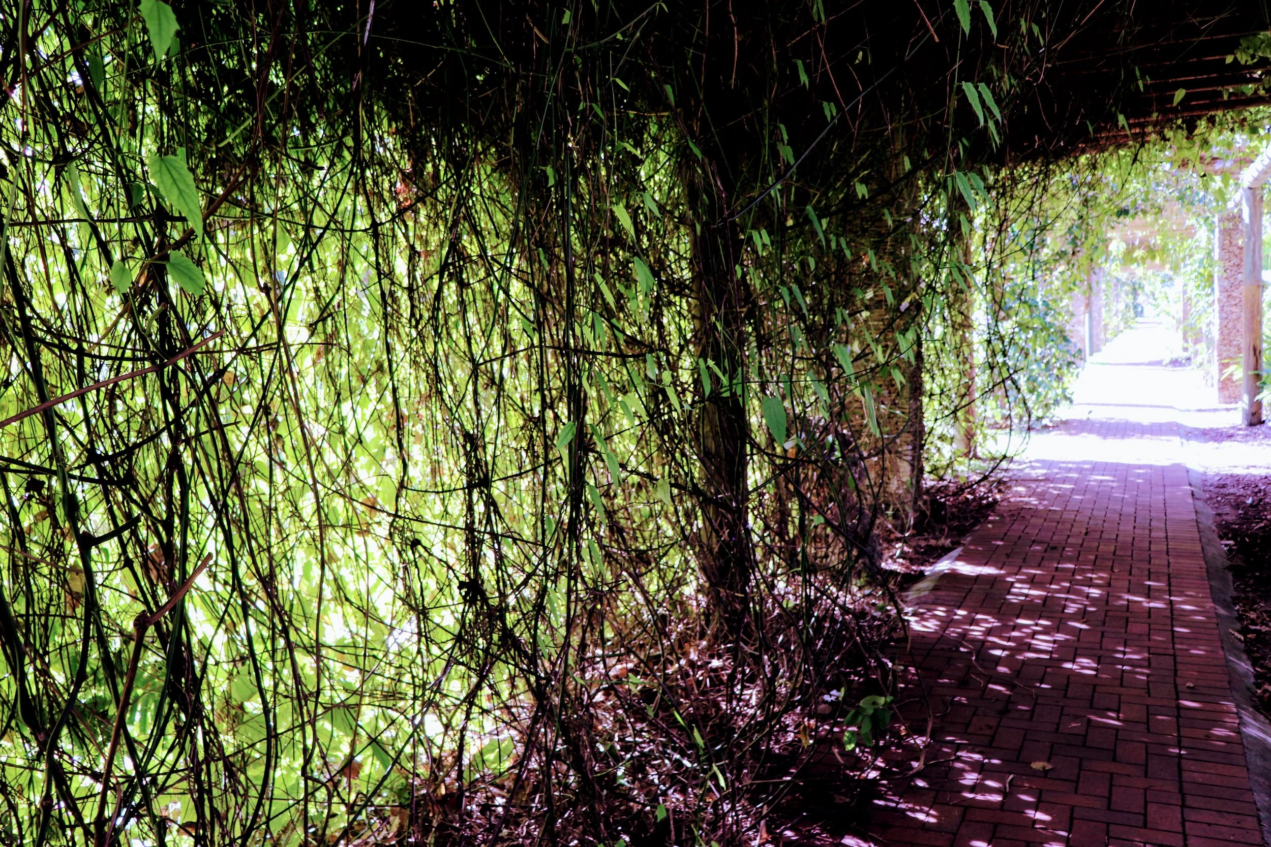 Fairchild Tropical Botanic Garden Miami Florida by MychaelX.photos 00064.JPG