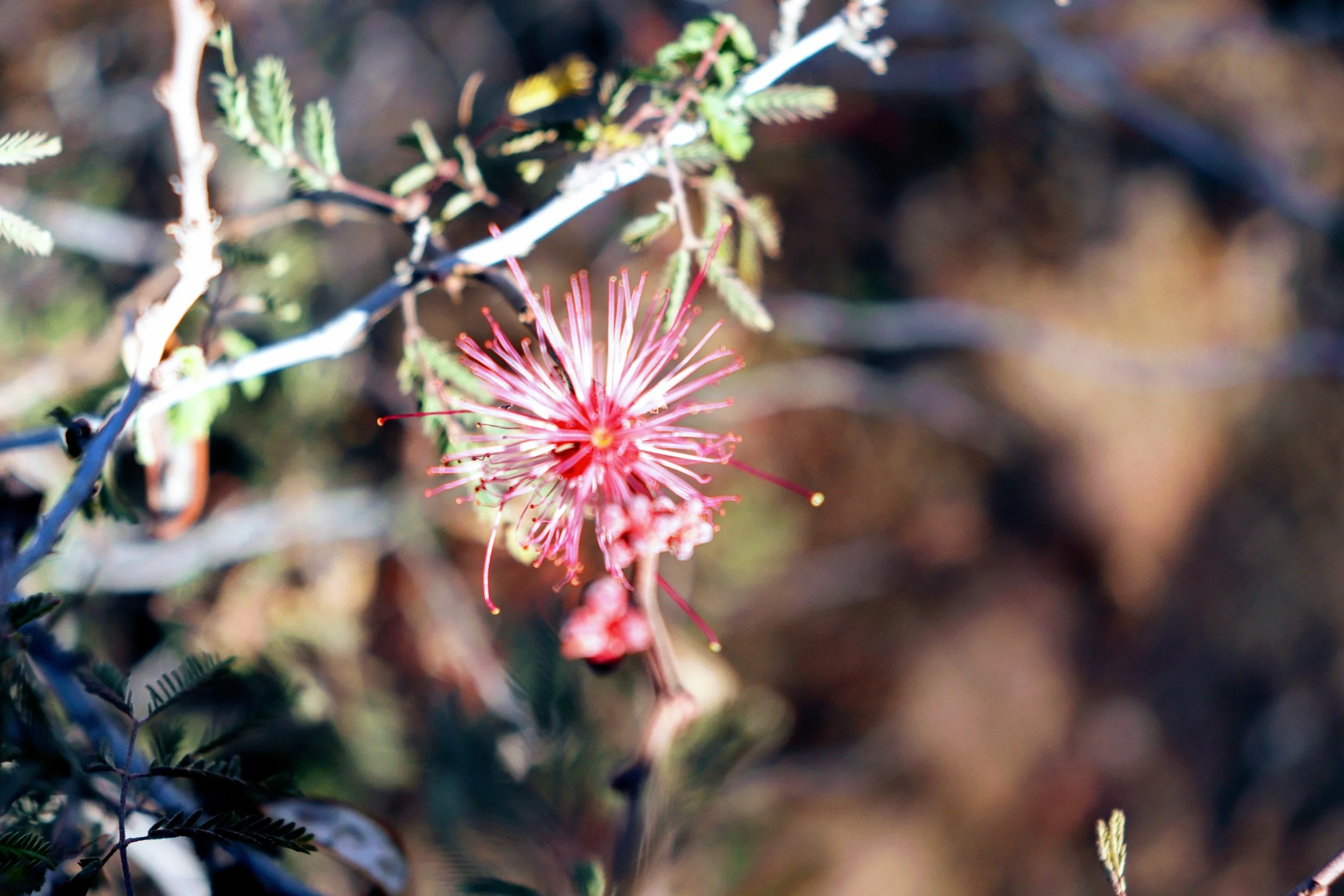 Desert Botanical Garden Phoenix Arizona by MychaelX.p6otos 021304.JPG