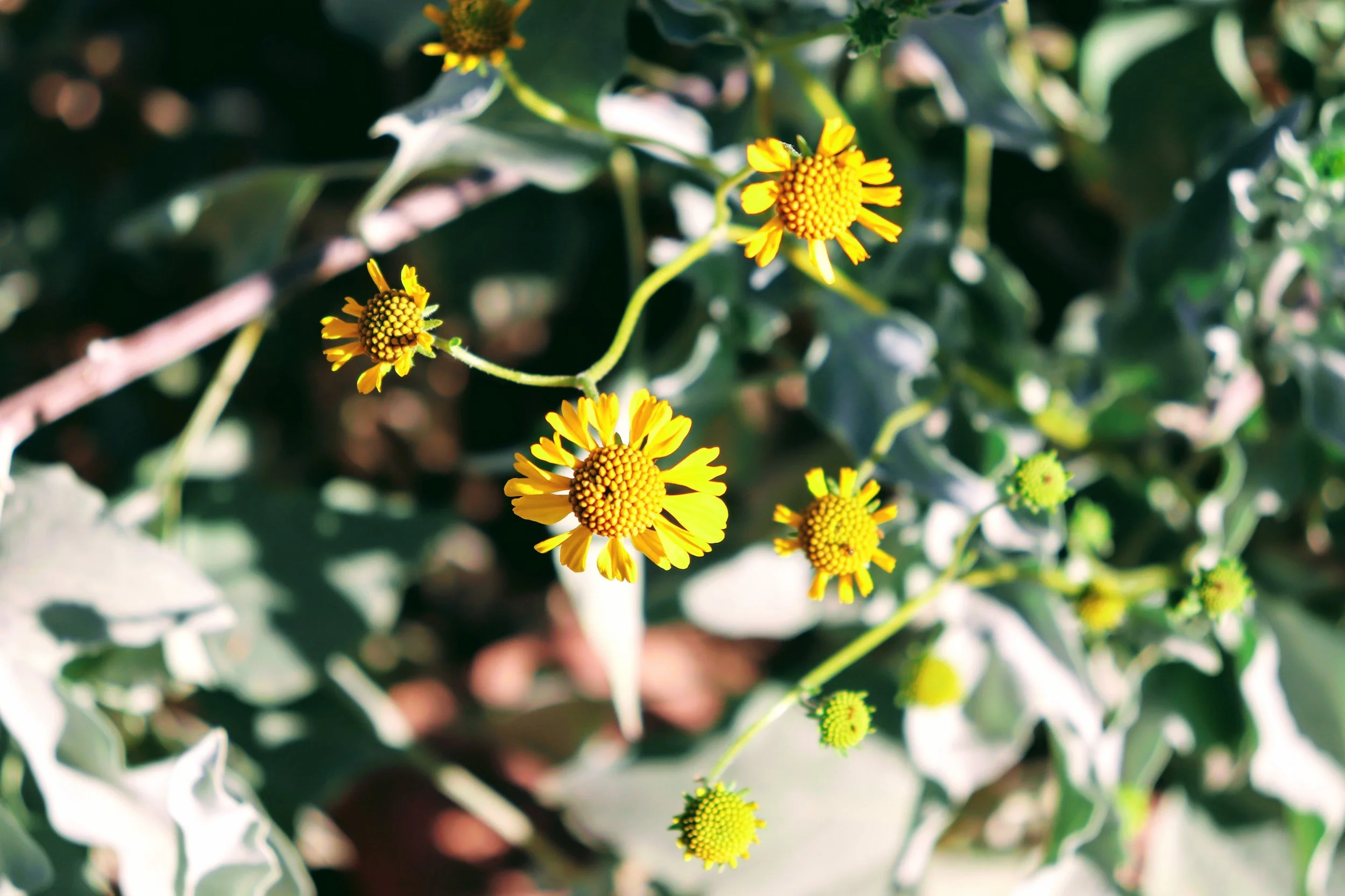 Desert Botanical Garden Phoenix Arizona by MychaelX.p6otos 021428.JPG