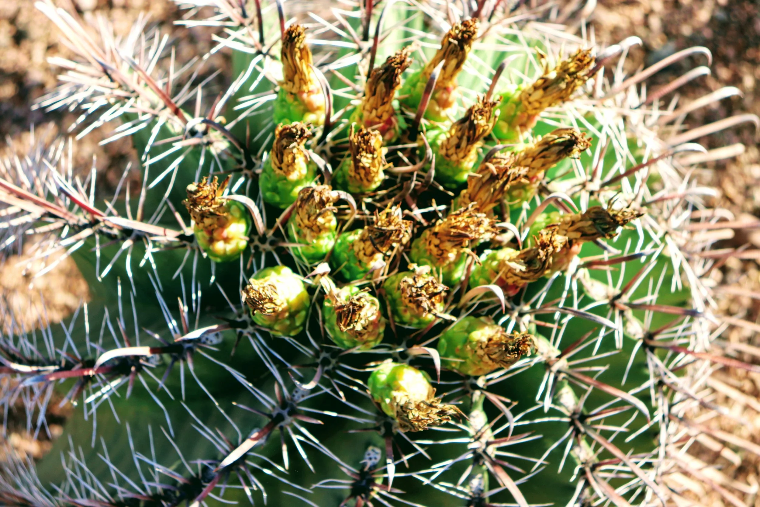 Desert Botanical Garden Phoenix Arizona by MychaelX.p6otos 021384.JPG