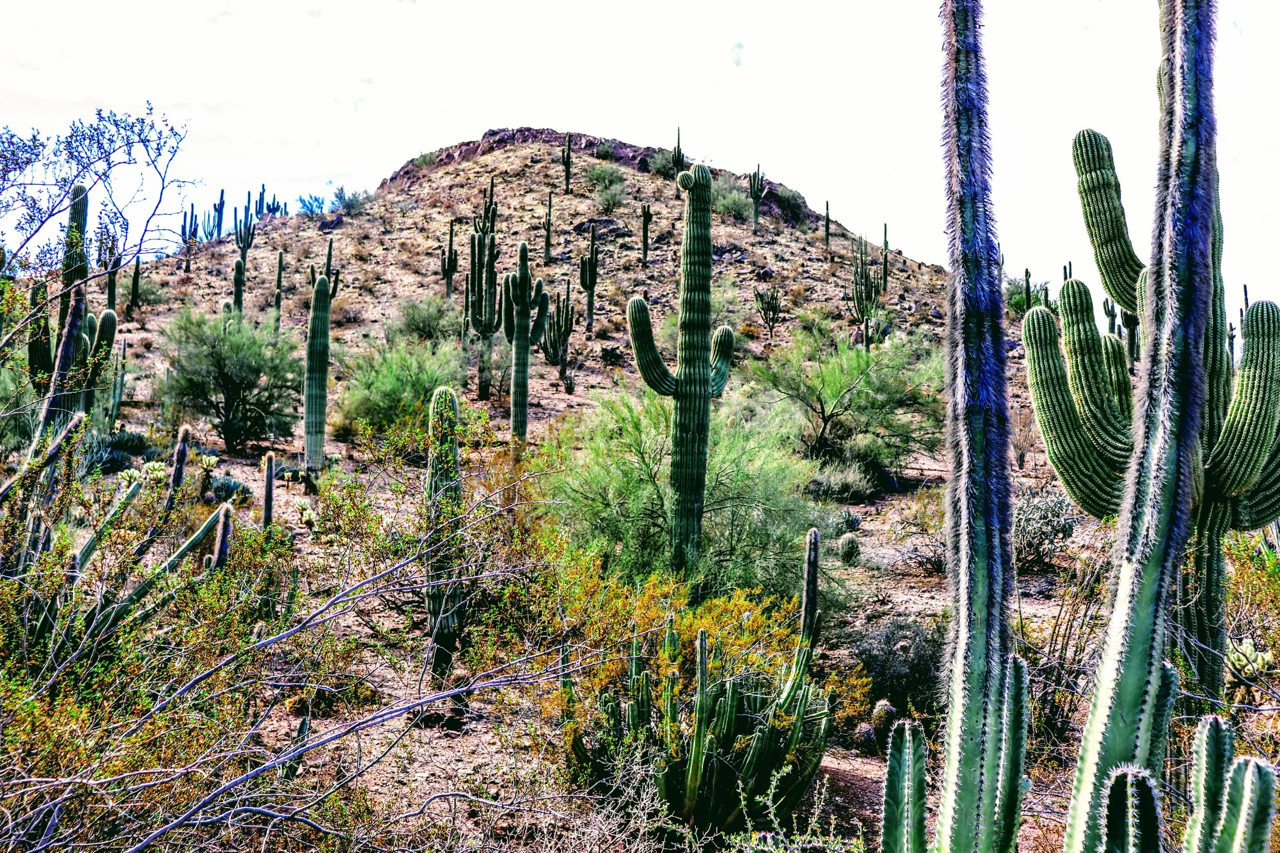 Desert Botanical Garden Phoenix Arizona by MychaelX.p6otos 0015174.JPG