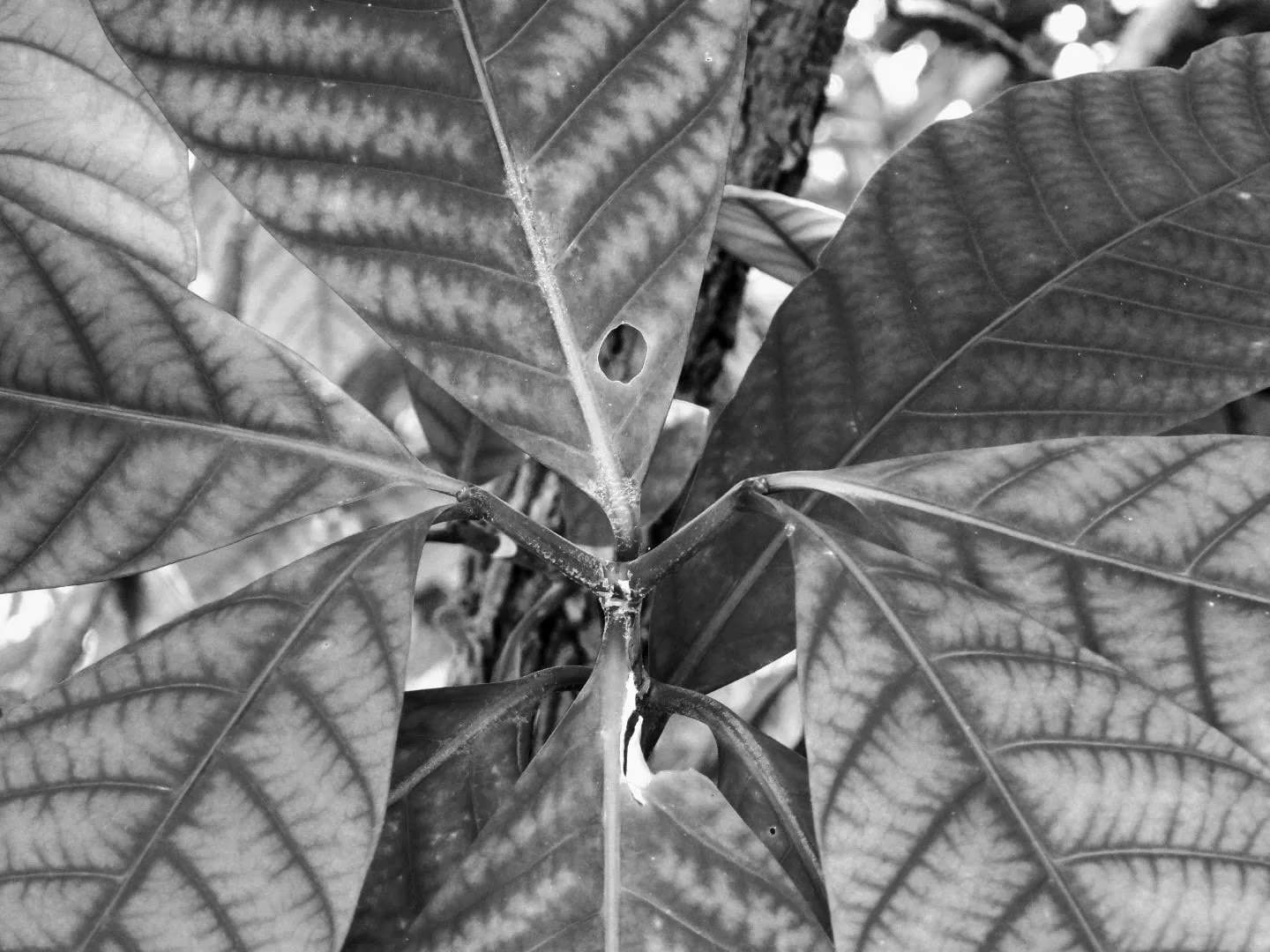Botanical Garden in Black & White by MychaelX.photos 0008bw.JPG
