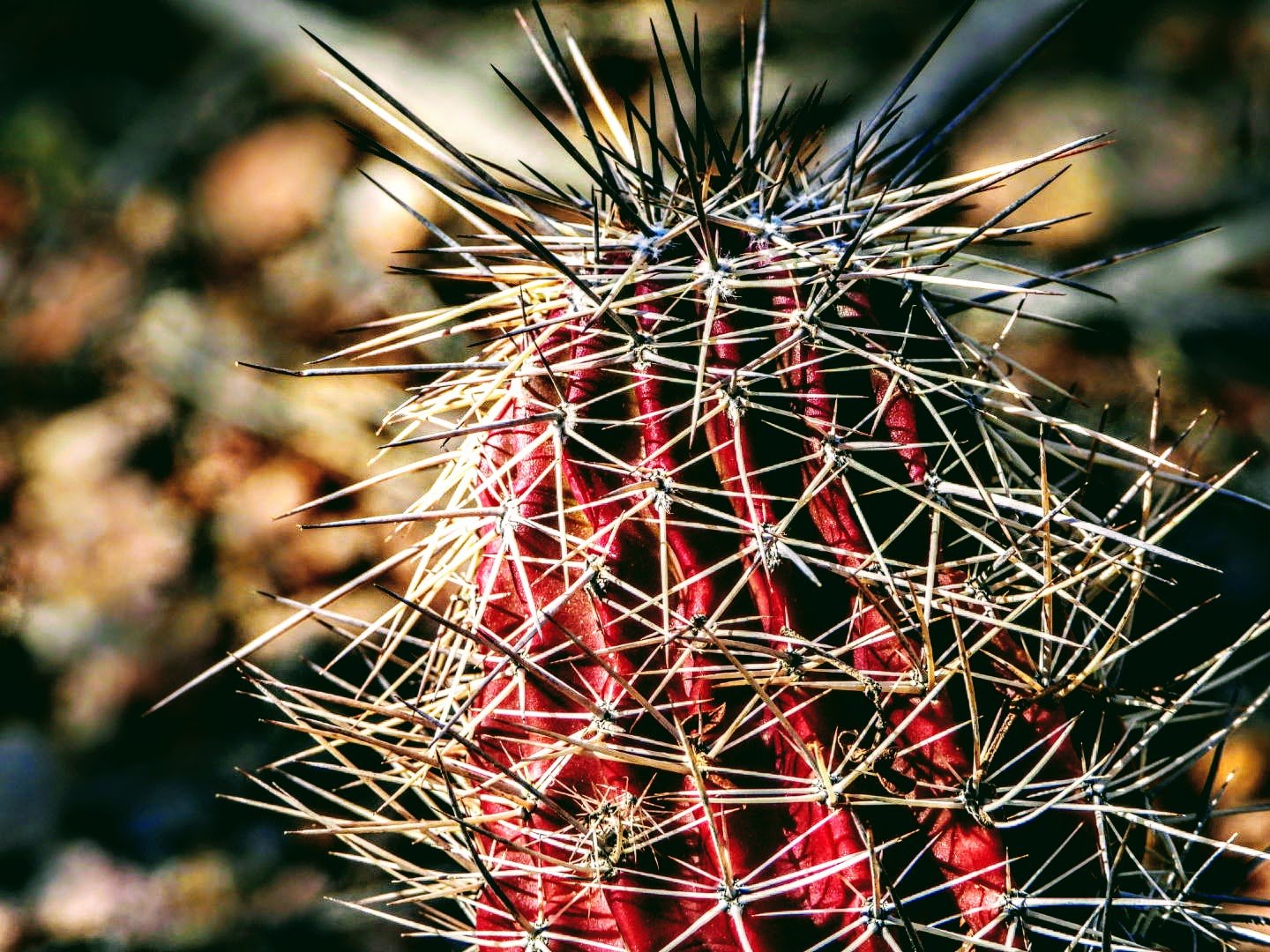 Desert Botanical Garden Phoenix Arizona by MychaelX.p6otos 0015086.JPG